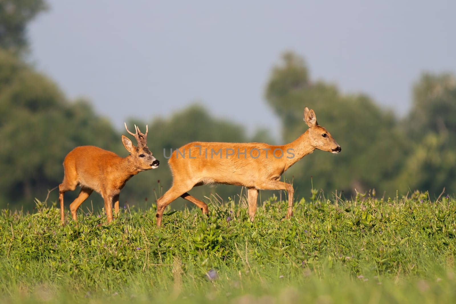 Roe deer male, capreolus capreolus, following female on meadow during the summer. Roebuck sniffing doe in rutting season. Pair of wild animals walking on field.
