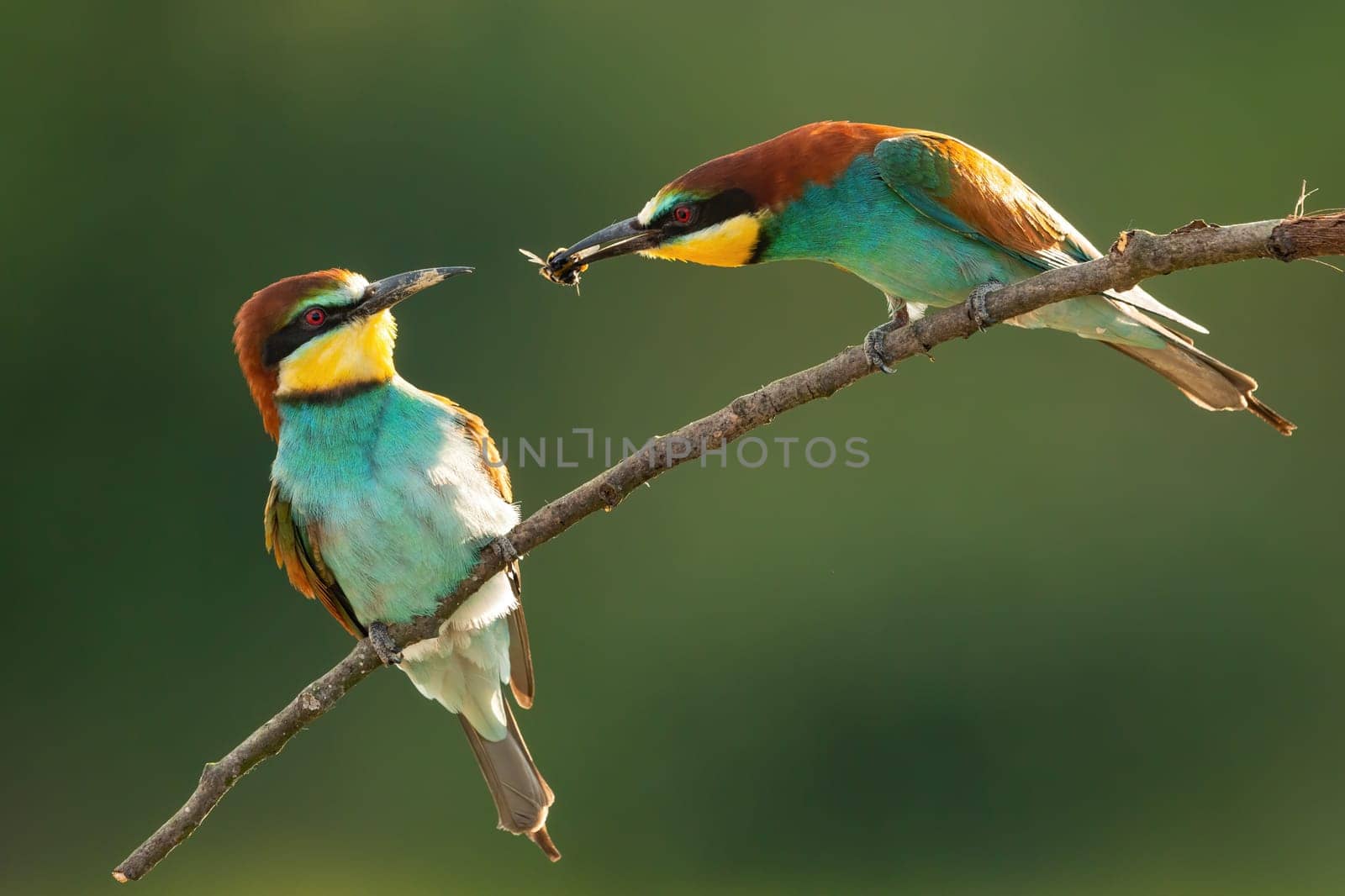 European bee-eater, merops apiaster, courting on twig in mating season. Backlit bird couple feeding on branch in summer nature. Colorful male animal passing insect into female's beak.