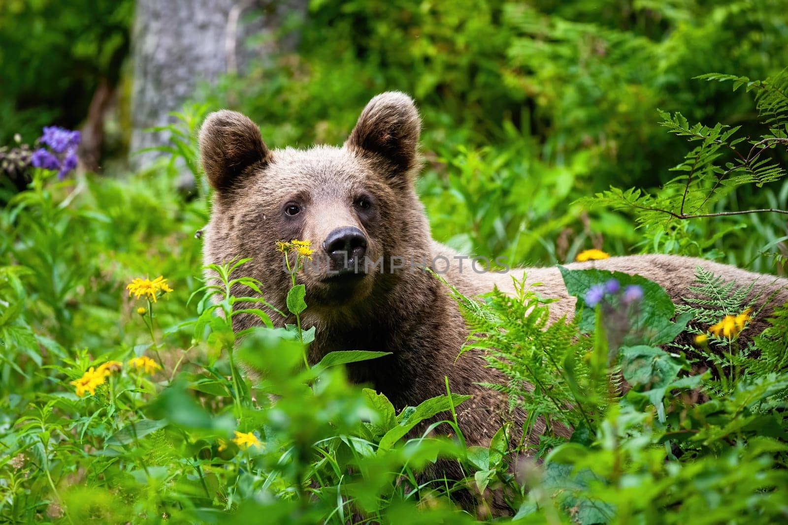 Majestic brown bear, ursus arctos, standing in greenery and observing surrounding. Wild animal in the nature from close up. Mammal in flowers from front view.
