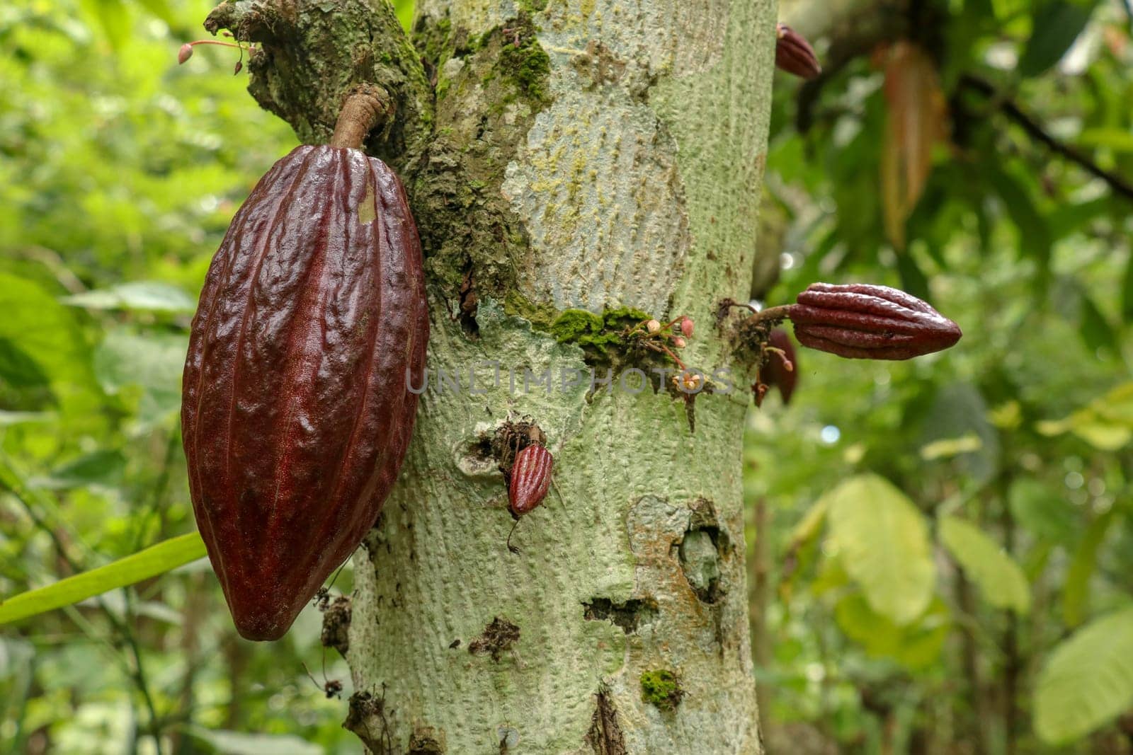 Ripe cacao fruit. Brown Cocoa pods grow on the tree. The cocoa tree Theobroma cacao with fruits. Close up of cacao pods growing on a trunk of their trees on a chocolate farm in Bali.