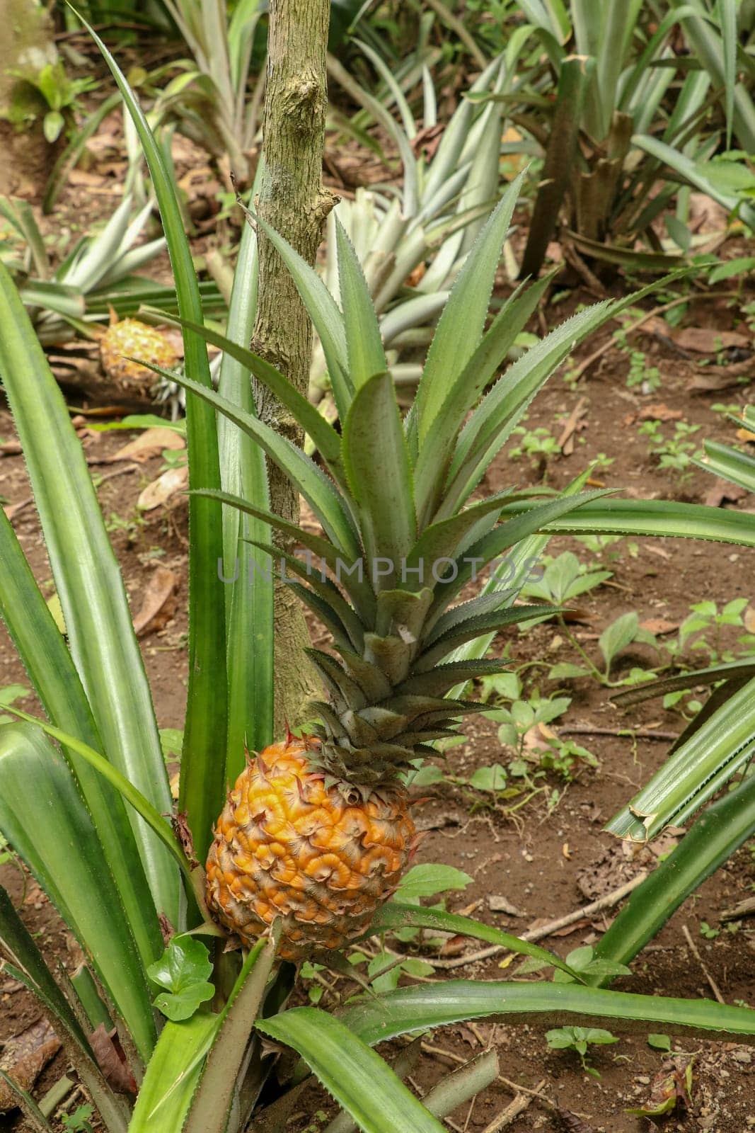 Young pineapple ripens in tropical jungle on Bali island. Pineapple comosus ripens and acquires orange color. Extra Sweet Tropical Fruit Nanas Madu. One fruit of an exotic fruit Bromelia ananas.