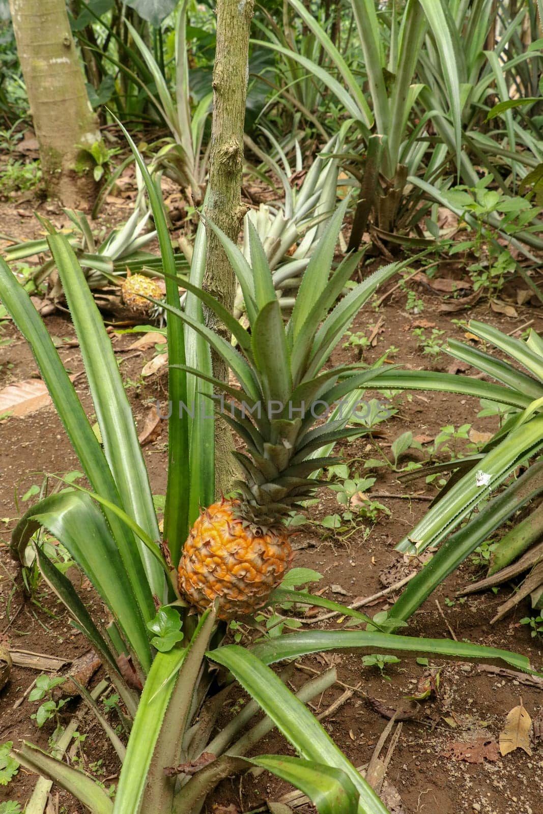 Young pineapple ripens in tropical jungle on Bali island. Pineapple comosus ripens and acquires orange color. Extra Sweet Tropical Fruit Nanas Madu. One fruit of an exotic fruit Bromelia ananas.