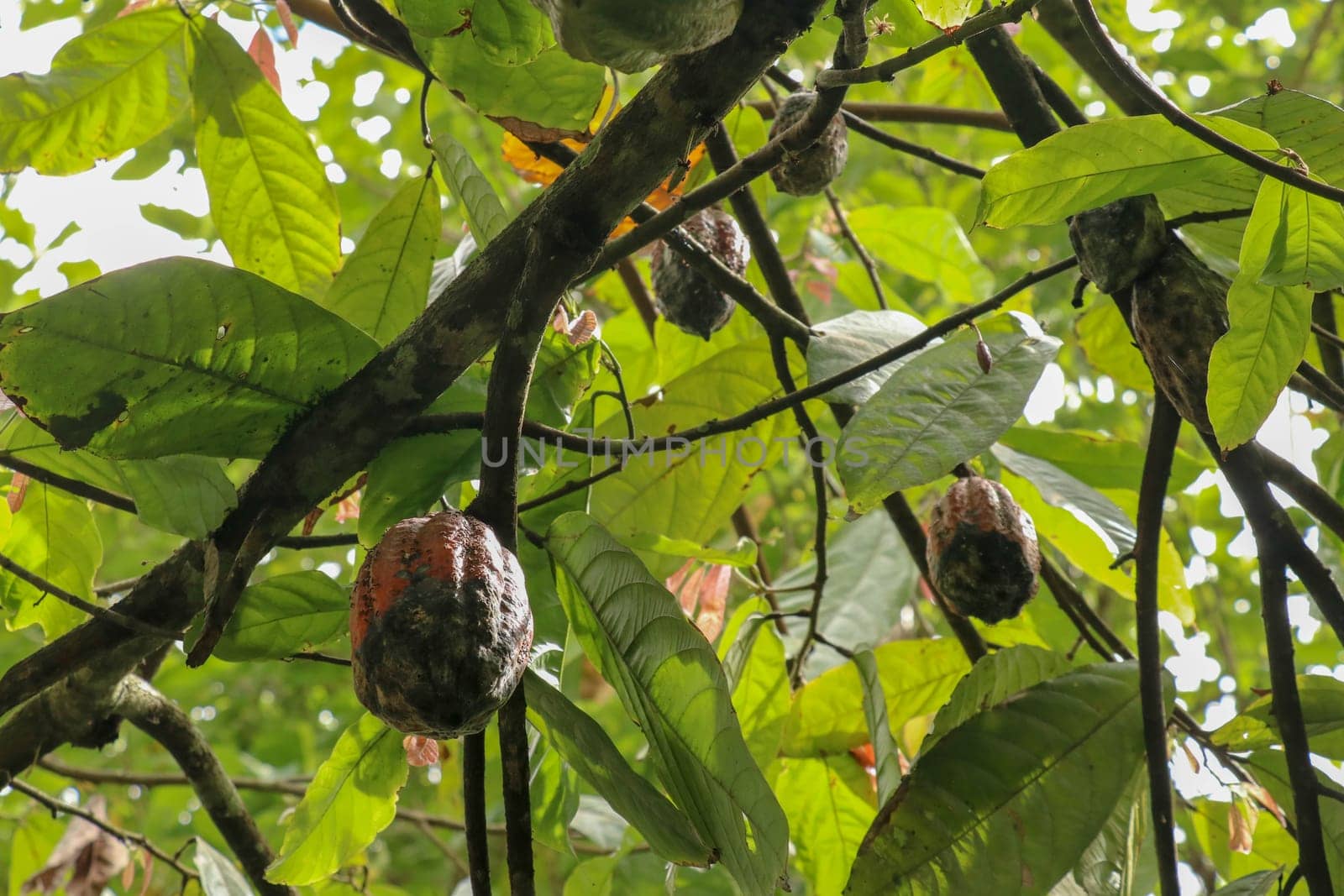 The cocoa tree with fruits. Brown Cocoa pods grow on the tree, Cacao plantation. Close up of light brown Cacao pods growing on branches and trunks of their trees on a chocolate farm in Bali, Indonesia.