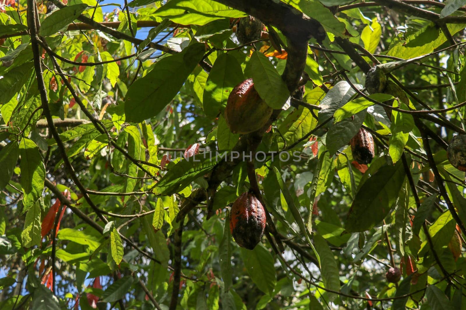 The cocoa tree with fruits. Brown Cocoa pods grow on the tree, Cacao plantation. Close up of light brown Cacao pods growing on branches and trunks of their trees on a chocolate farm in Bali, Indonesia.
