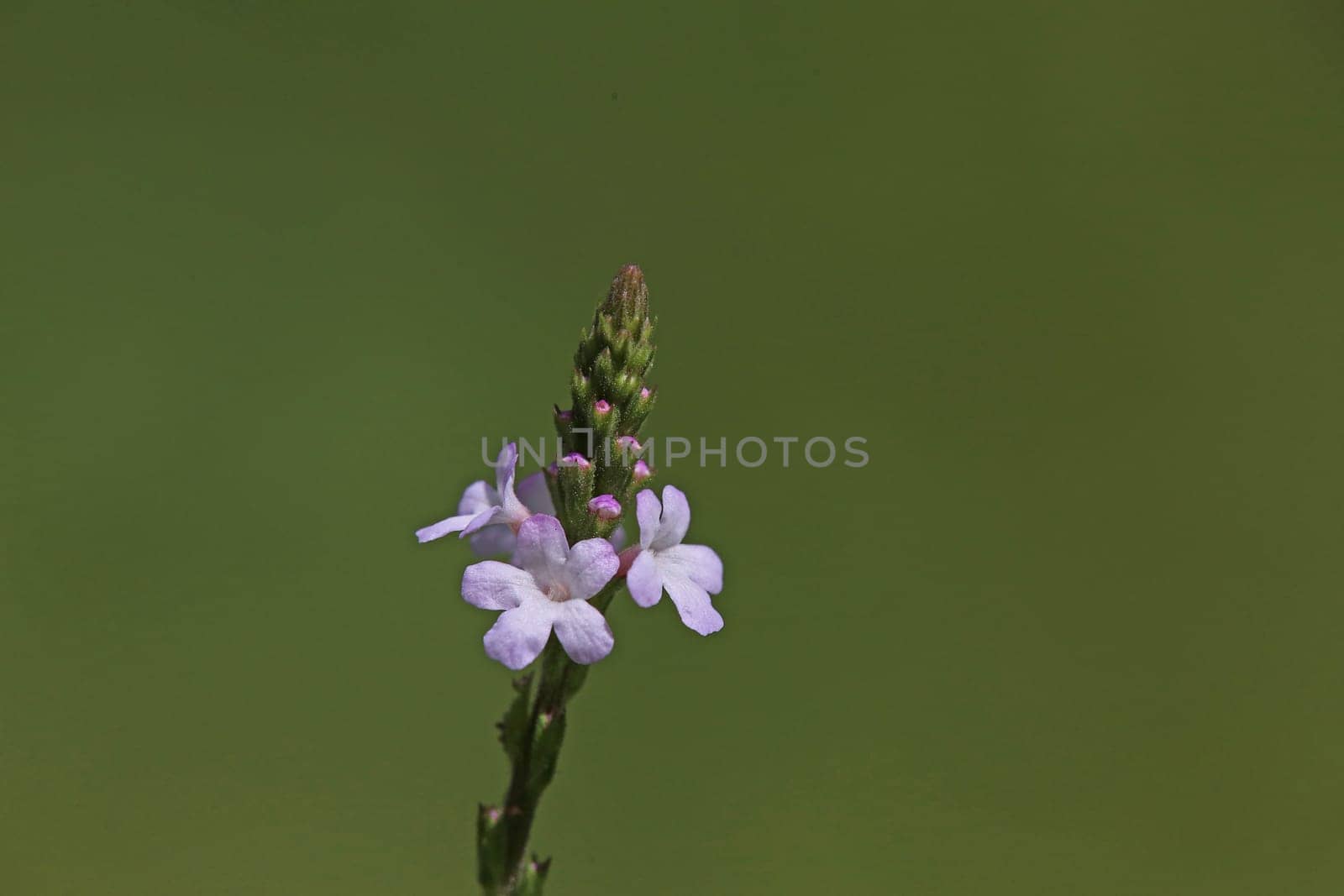 Verbena officinalis