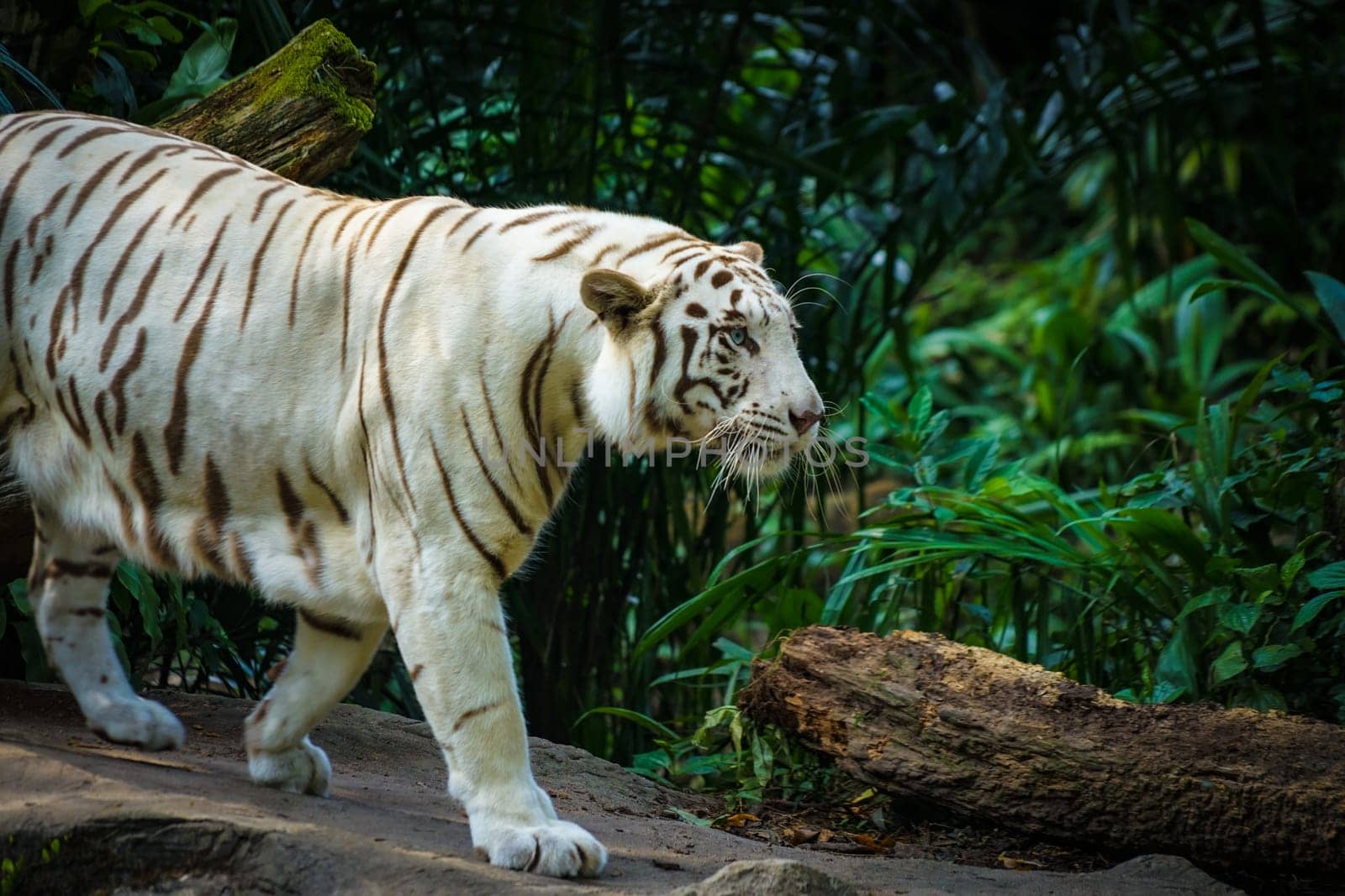 White Tiger Nestled in the jungle. Shooting Location: Singapore