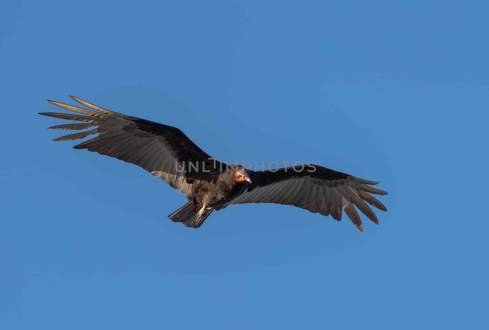 Turkey vulture Cathartes aura bird flying against Yucatan blue sky, Mexico