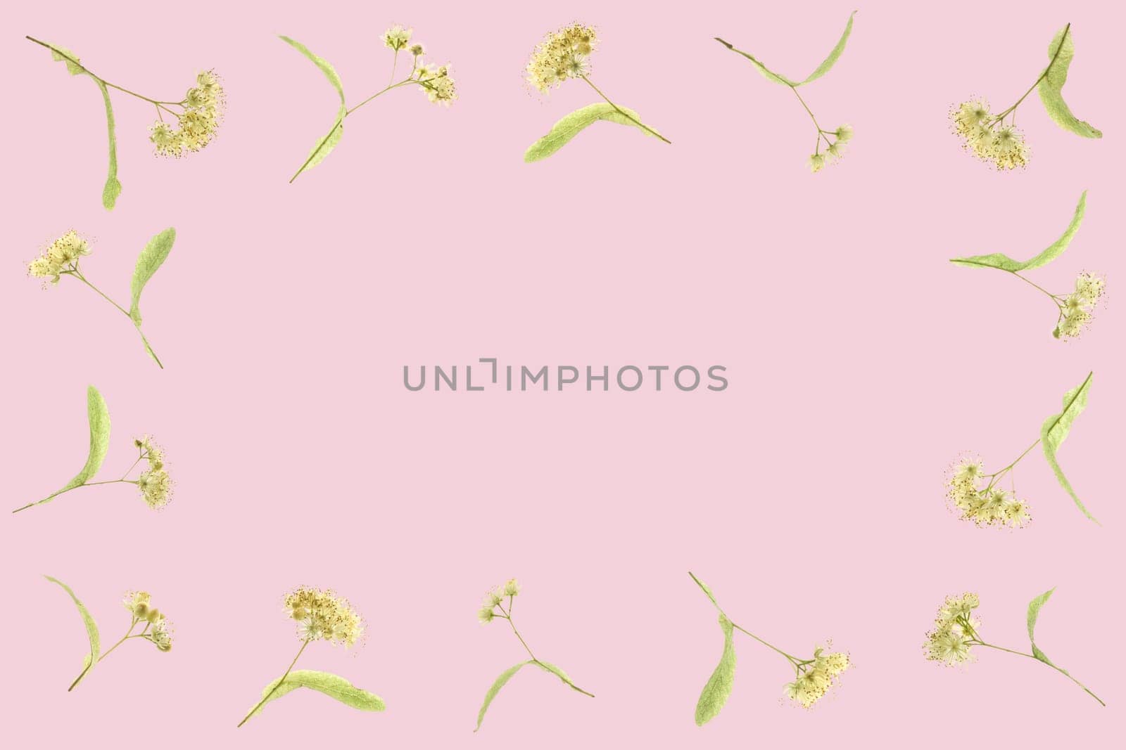 Flat Layed Frame Of lime blossoms with copy space and a pink background.