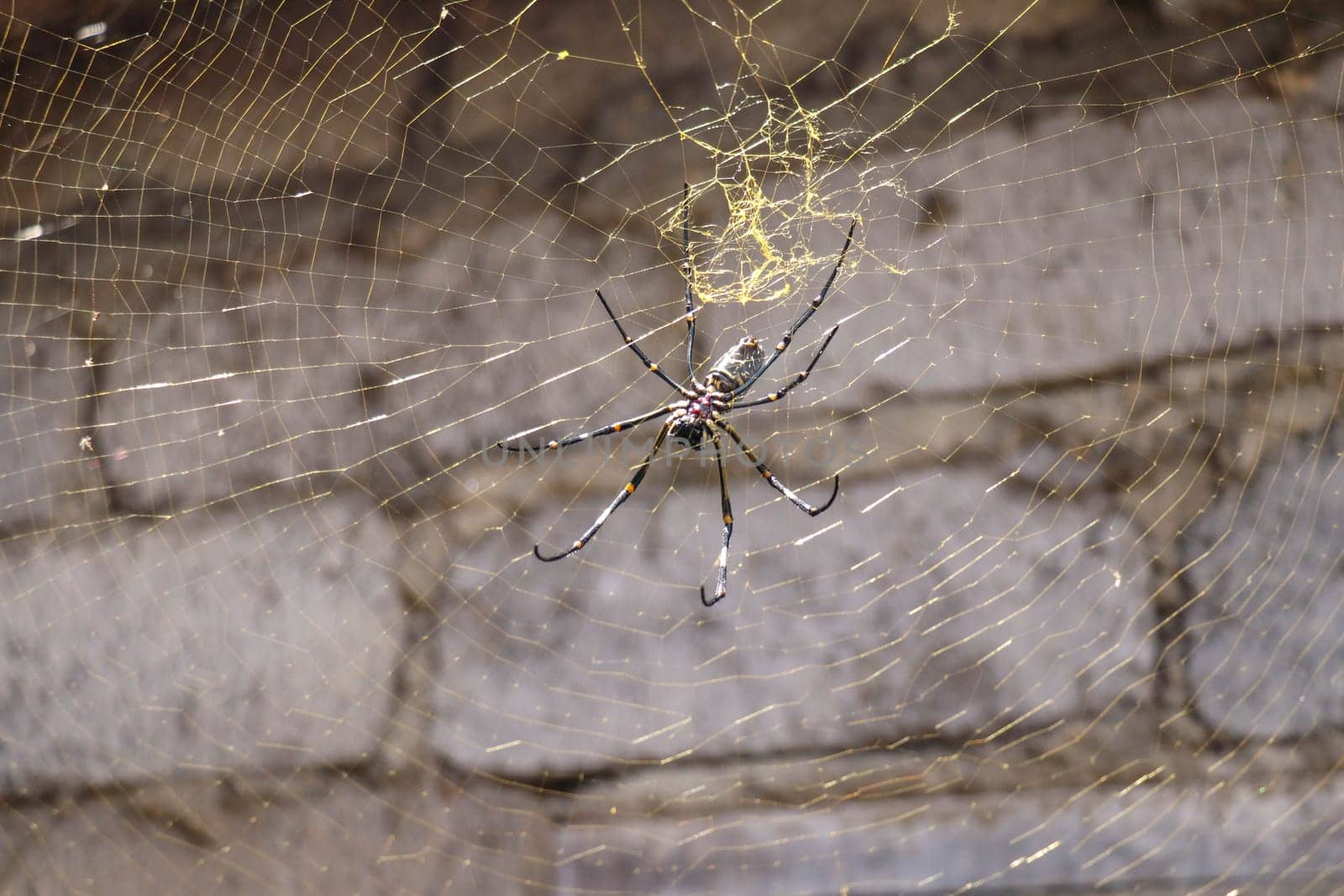 Close up of Nephila pilipes or golden orb-web spider. Giant Banana Spider on her network. Macro closeup Spider, on gray brick wall background. Large colorful spider from Southeast Asia.