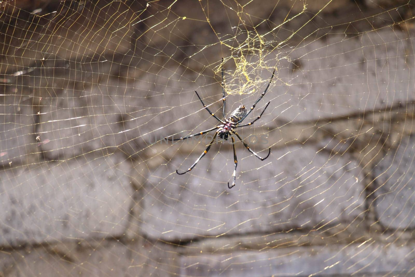 Close up of Nephila pilipes or golden orb-web spider. Giant Banana Spider on her network. Macro closeup Spider, on gray brick wall background. Large colorful spider from Southeast Asia.