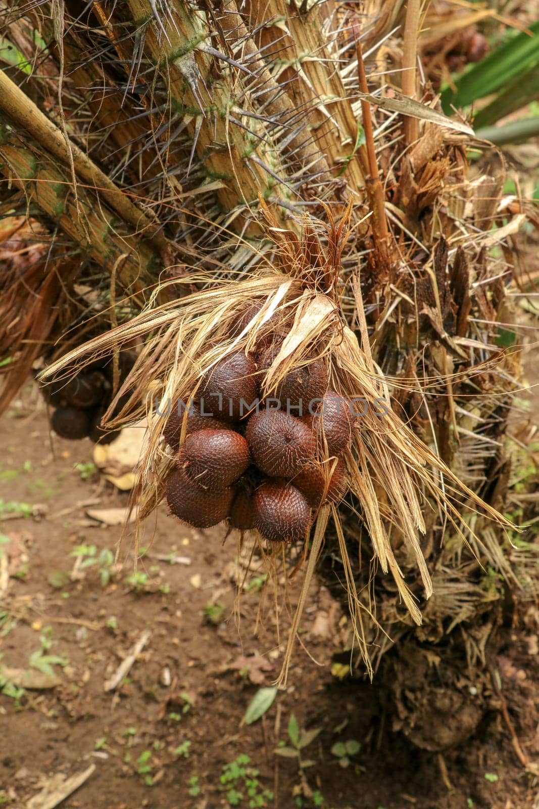 One clump of salak or zalacca fruit will soon ripen and can be picked. Sala or salak or zalacca, sweet and sour fruit of Indonesia. Snake fruit due to the reddish-brown scaly skin. Natural background.