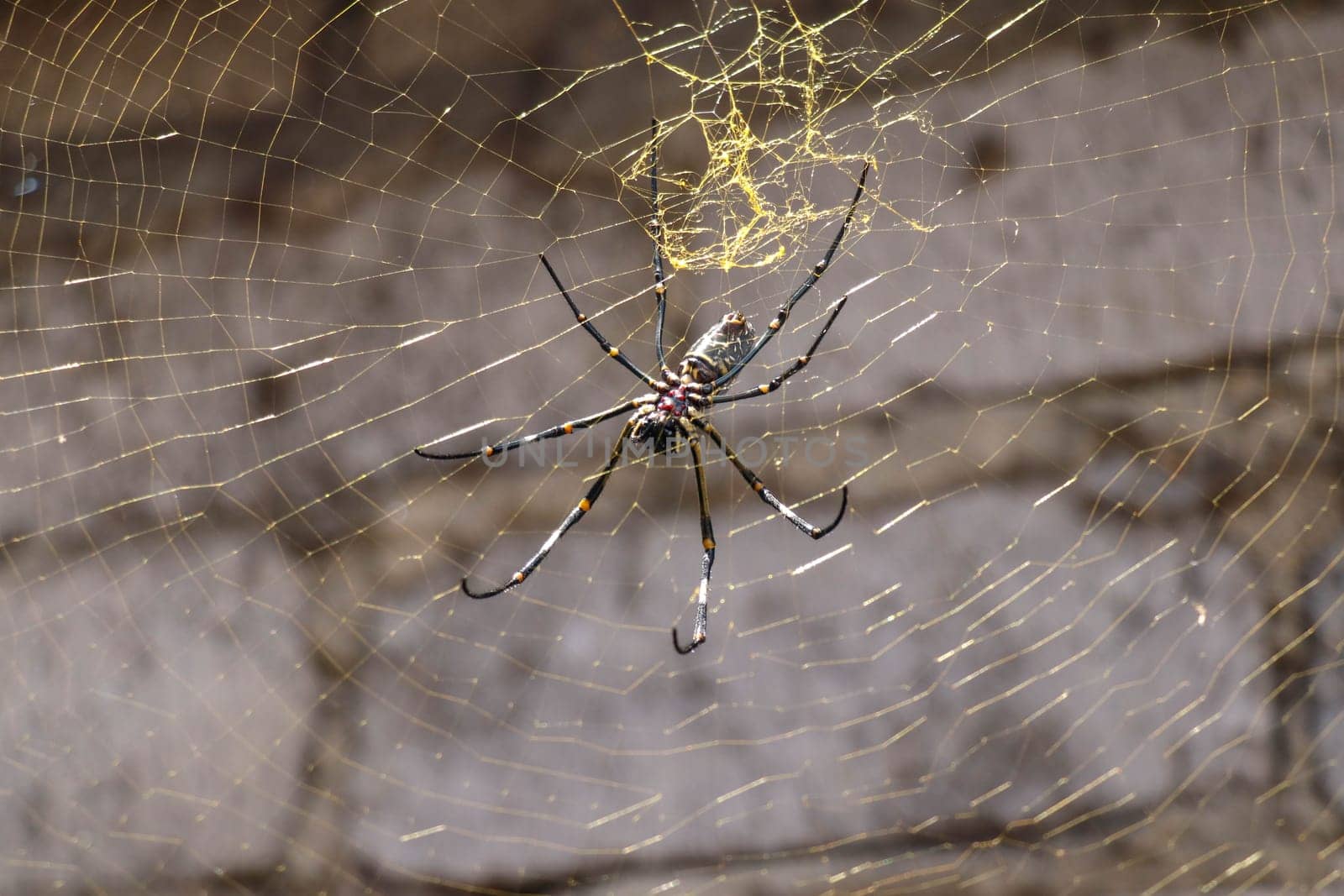 Close up of Nephila pilipes or golden orb-web spider. Giant Banana Spider on her network. Macro closeup Spider, on gray brick wall background. Large colorful spider from Southeast Asia.