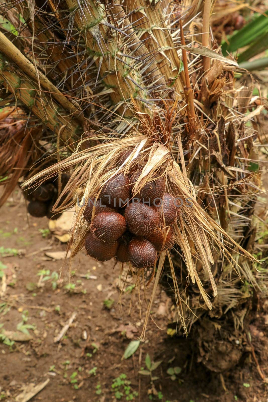 One clump of salak or zalacca fruit will soon ripen and can be picked. Sala or salak or zalacca, sweet and sour fruit of Indonesia. Snake fruit due to the reddish-brown scaly skin. Natural background.