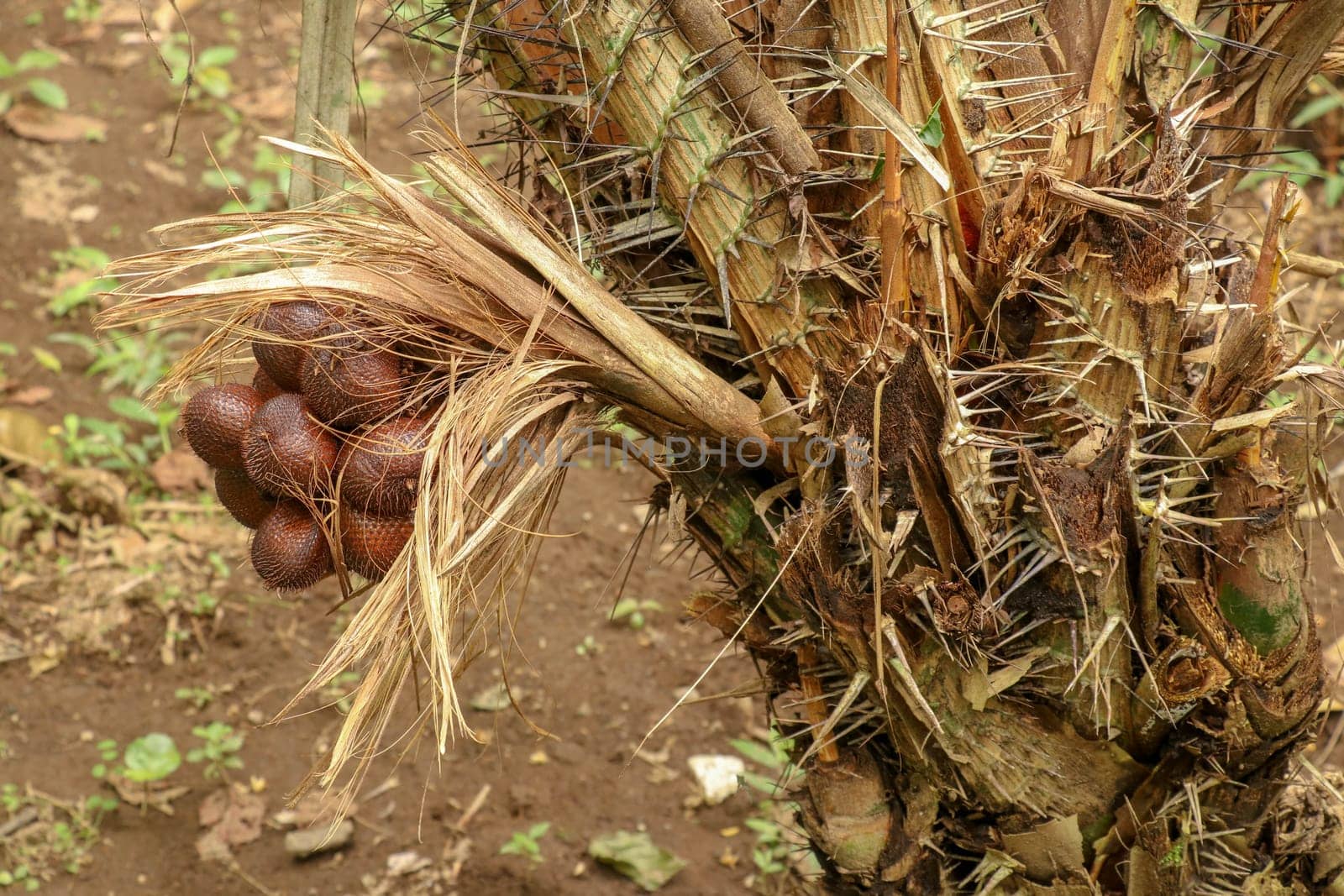 A bunch of tropical Salak fruits on a palm tree with sharp long spines and several meters long leaves. Fruits grow in clusters at the base of the palm. Snake fruit due to reddish-brown scaly skin