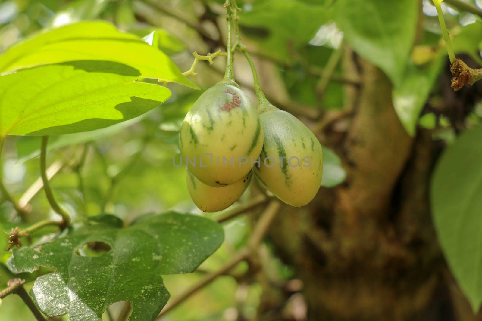 Ripened tamarillo on tree. Bunch of fresh Cyphomandra betacea ripening on a tree branch in a sunny garden. Delicious fruit Solanum Betaceum.Green solanum betaceum ripening in the garden.