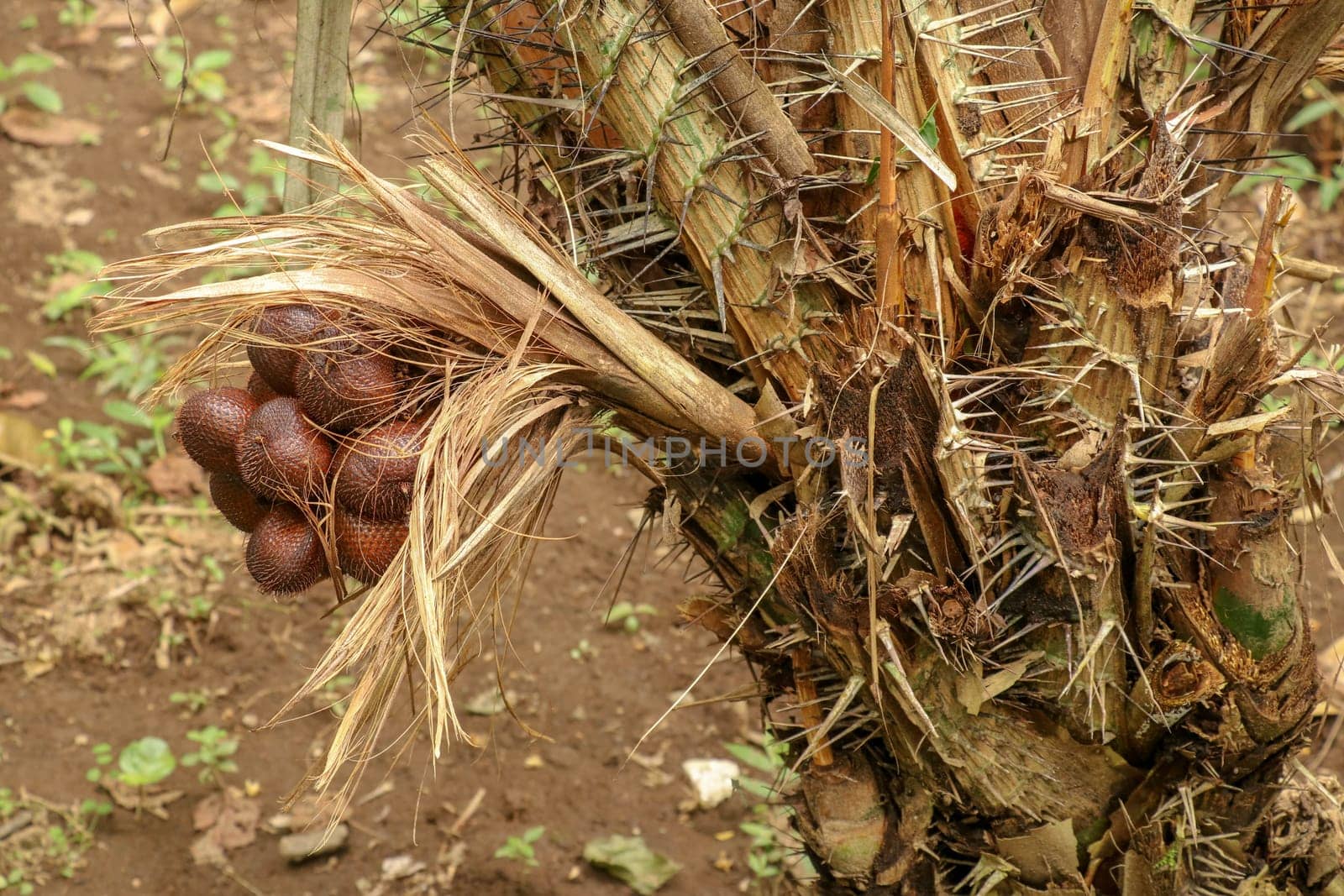 A bunch of tropical Salak fruits on a palm tree with sharp long spines and several meters long leaves. Fruits grow in clusters at the base of the palm. Snake fruit due to reddish-brown scaly skin