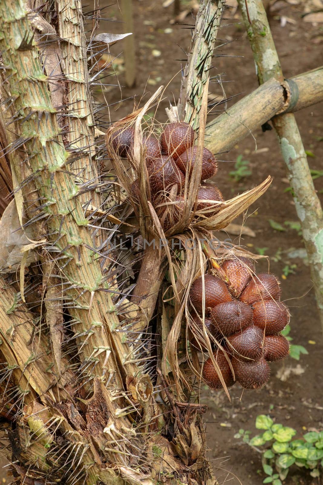 A bunch of tropical Salak fruits on a palm tree with sharp long spines and several meters long leaves. Fruits grow in clusters at the base of the palm. Snake fruit due to reddish-brown scaly skin