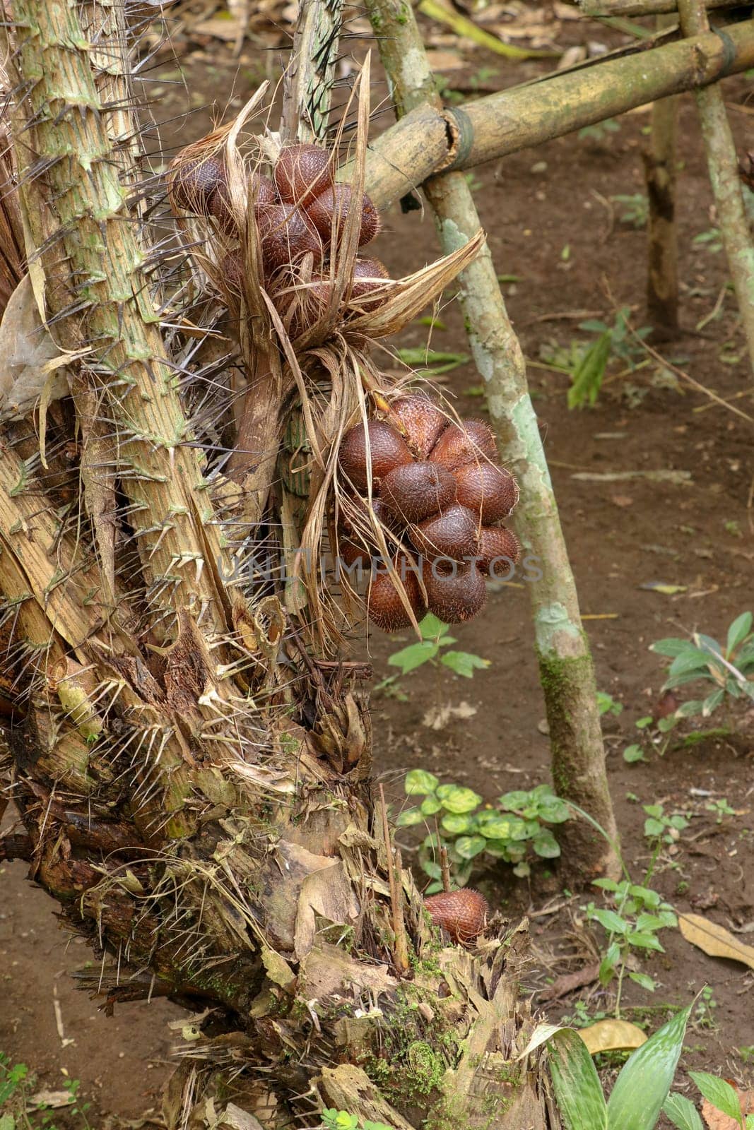 A bunch of tropical Salak fruits on a palm tree with sharp long spines and several meters long leaves. Fruits grow in clusters at the base of the palm. Snake fruit due to reddish-brown scaly skin