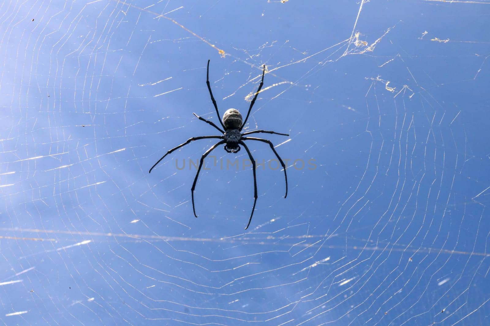 Close up of big spider on spider net on Bali island. Against the background of an azure blue sky lit by sun rays. Large colorful spider from Southeast Asia. Creepy natural background.