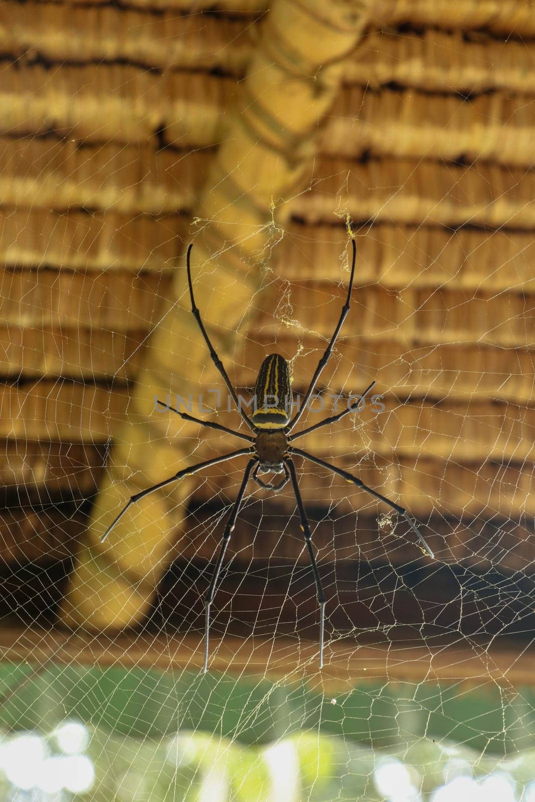 Top view of Nephila pilipes or golden orb-web spider. Giant Banana Spider is waiting for his prey on his net. Macro closeup of Spider in the wild Asia Bali. Large colorful spider from Southeast Asia.