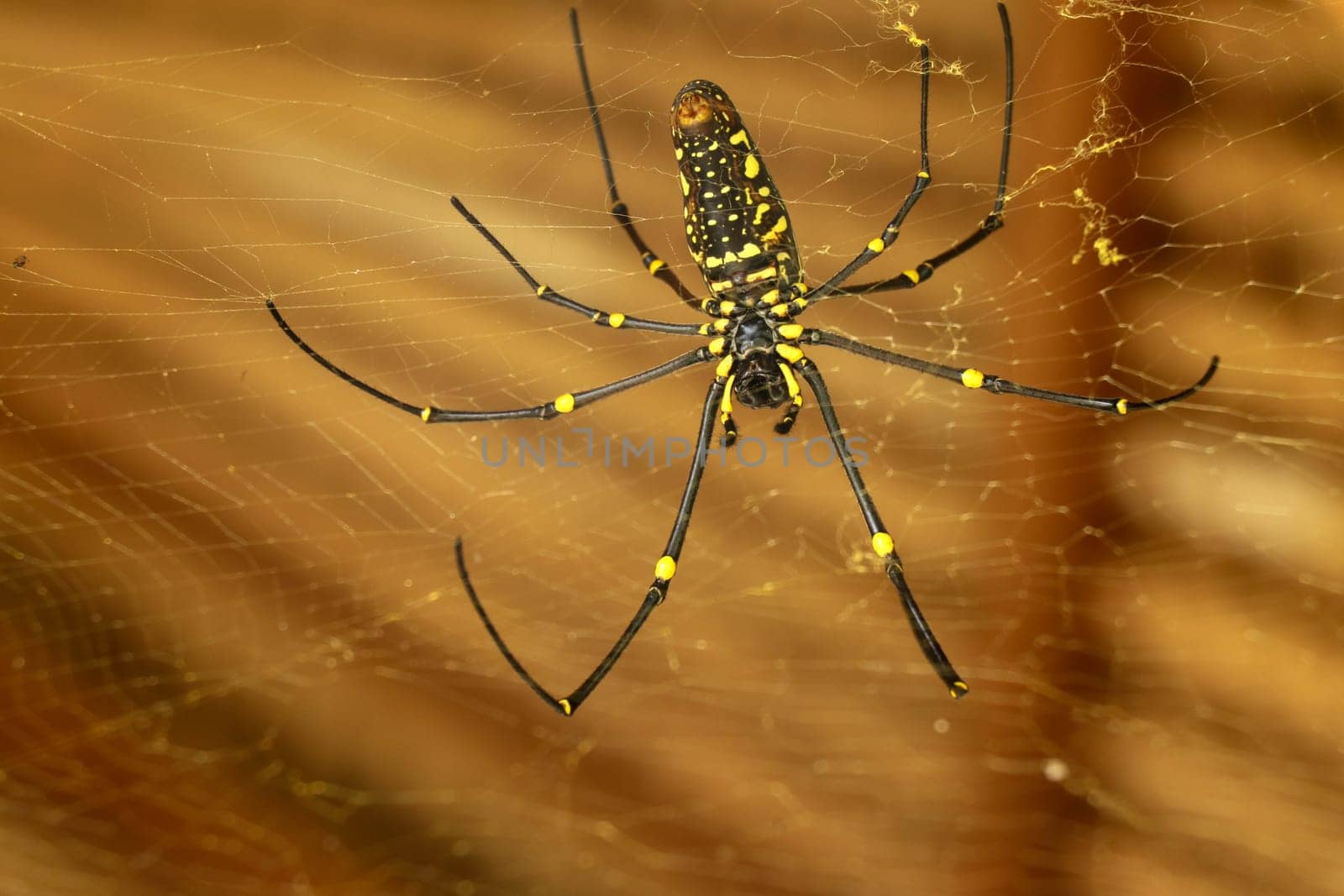 Bottom view of Nephila pilipes or golden orb-web spider. Giant Banana Spider is waiting for prey on his net. Macro closeup of Spider in the wild Asia Bali. Large colorful spider from Southeast Asia.