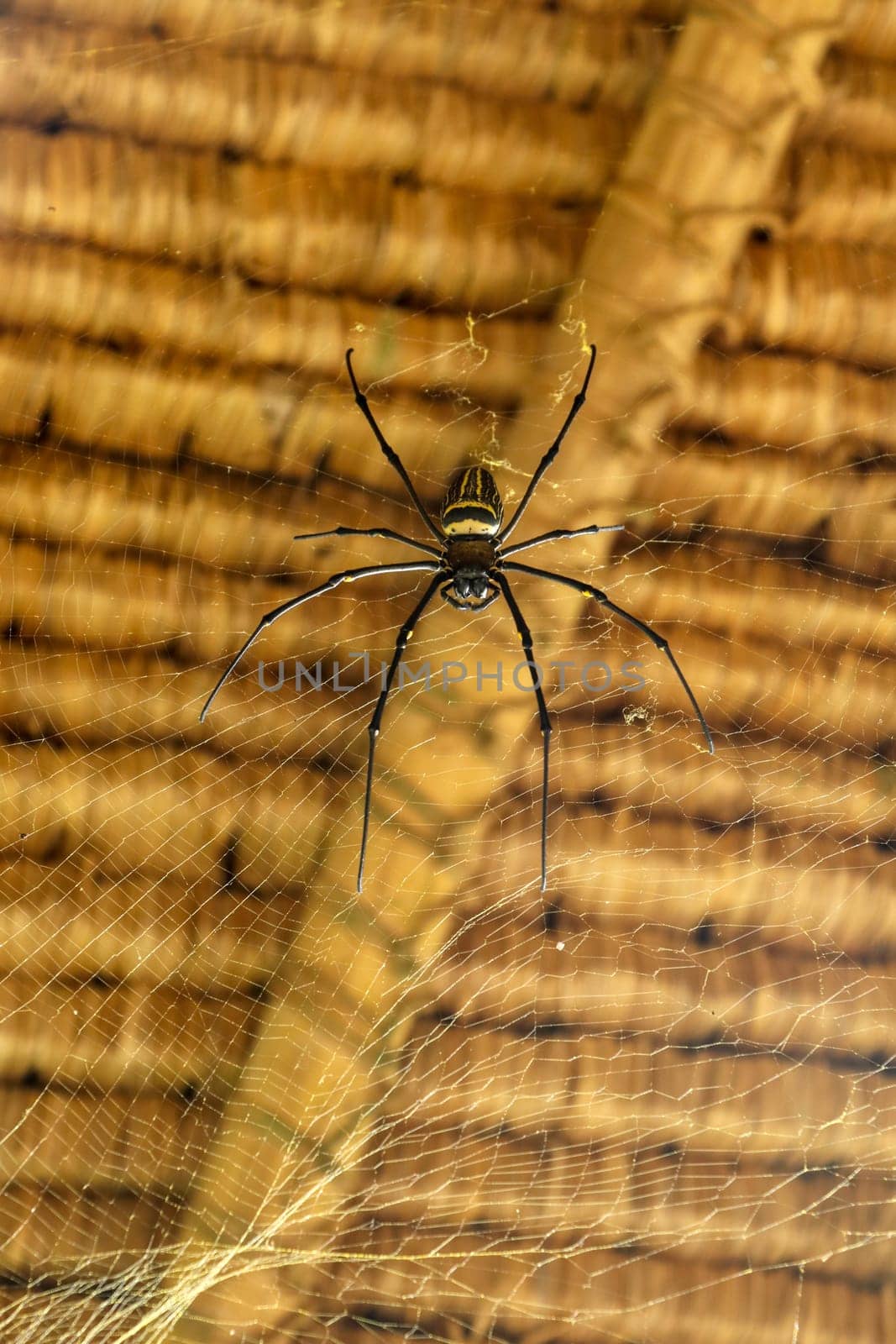 Front view of Nephila pilipes or golden orb-web spider. Giant Banana Spider is waiting for his prey on his net. Macro closeup of Spider in the wild Asia Bali. Large colorful spider from Southeast Asia.