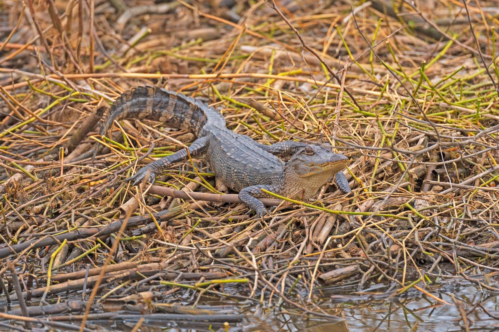 Alligator Watching the Marsh for Prey in Anahuac National Wildlife Refuge in Texas