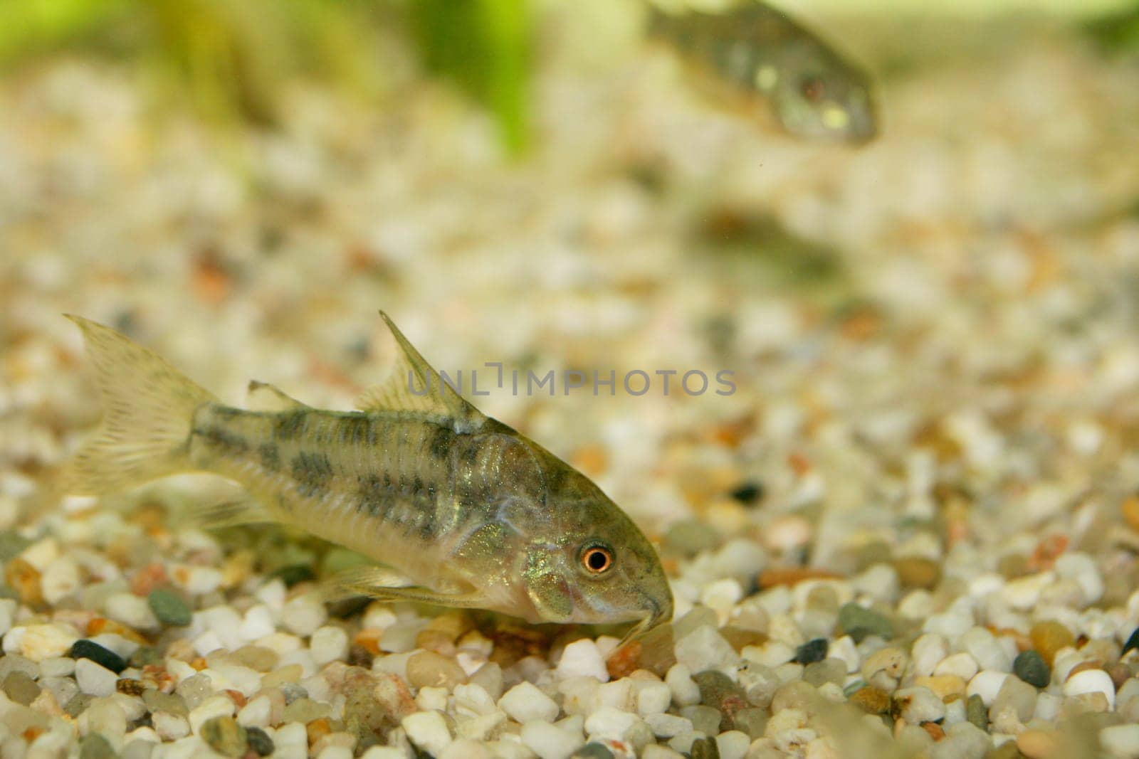 The Marbled catfish (Corydoras paleatus), a popular freshwater aquarium fish