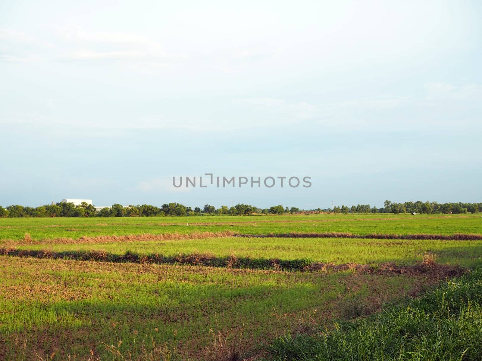 Paddy fields on the background are empty sky growing. In which the nearby area There is an industrial factory located but does not affect farming..Concept of coexistence of industry and rice cultivation.