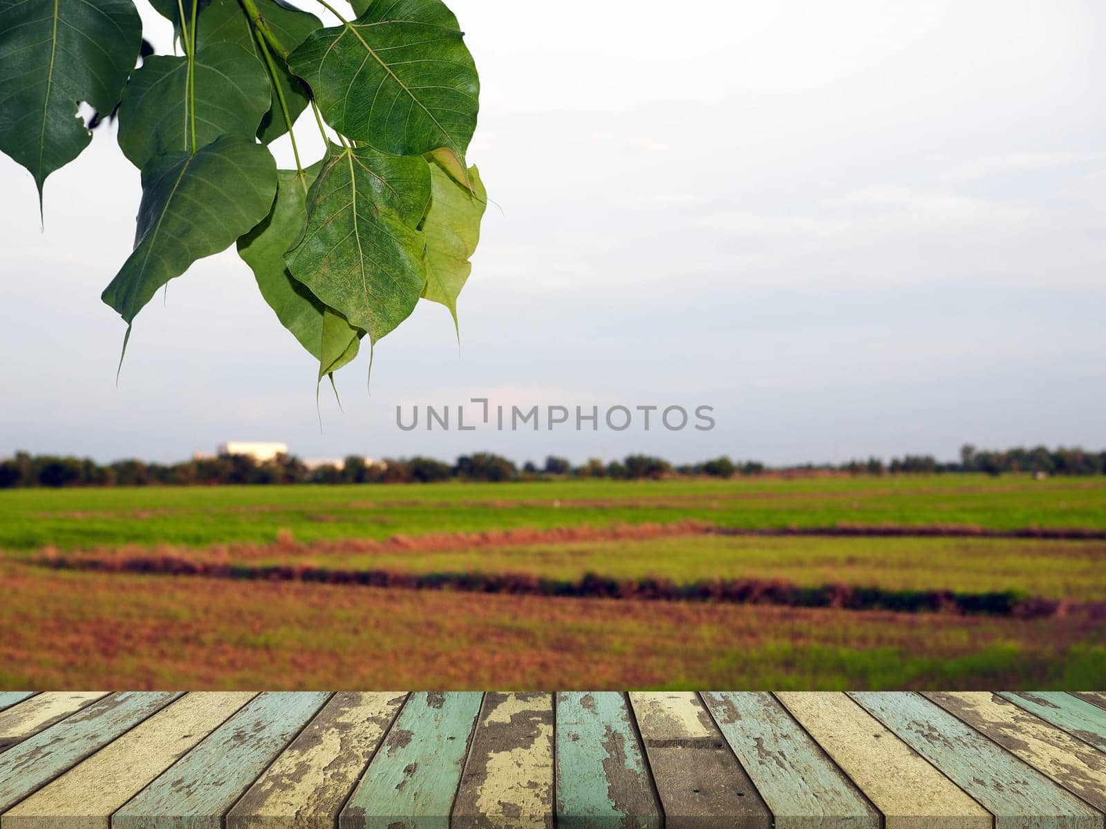 The wooden table on the background is rice plantation That has a little sunlight..For placing products to promote.