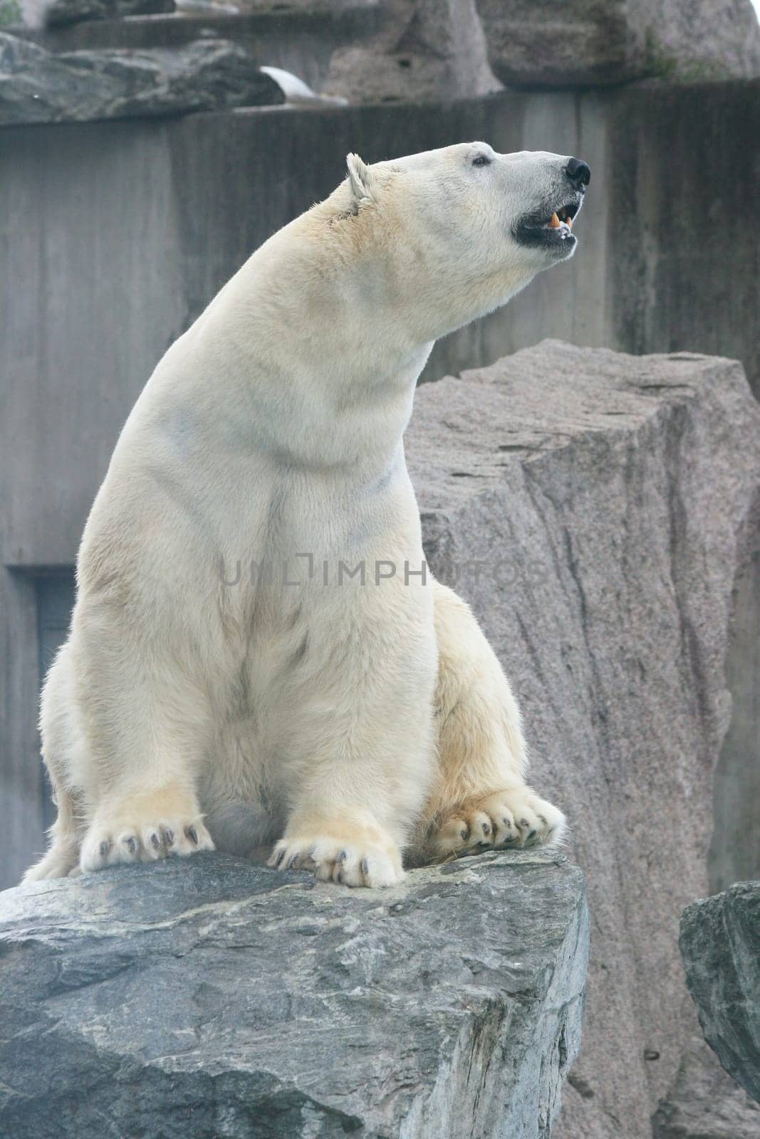 Detail view of a large polar bear, (ursus maritimus).