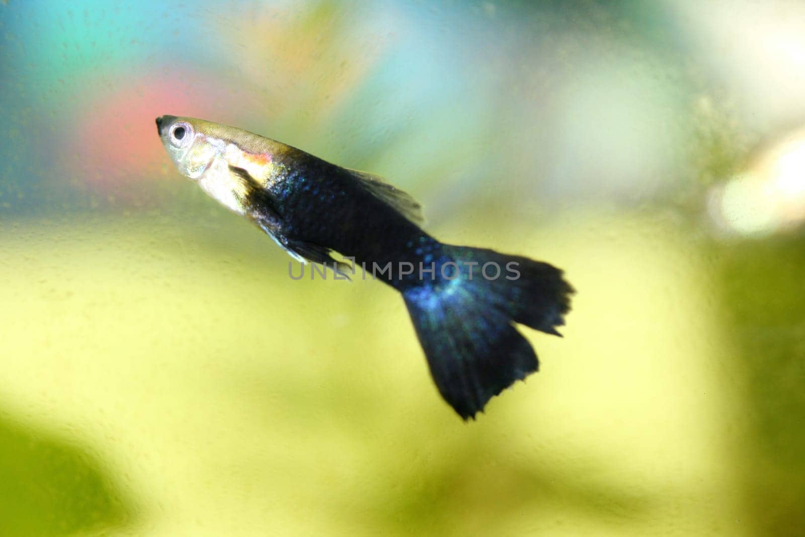 A male guppy (Poecilia reticulata), a popular freshwater aquarium fish