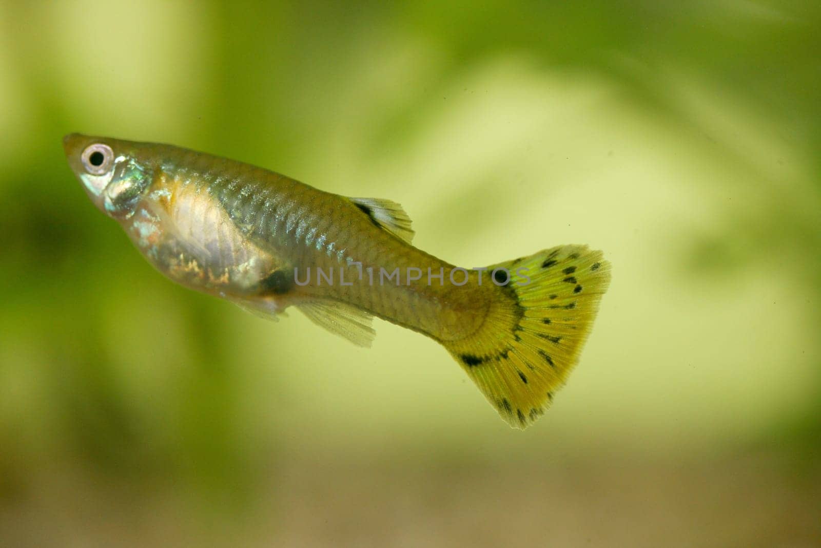 A Female Guppy (Poecilia reticulata), a popular freshwater aquarium fish