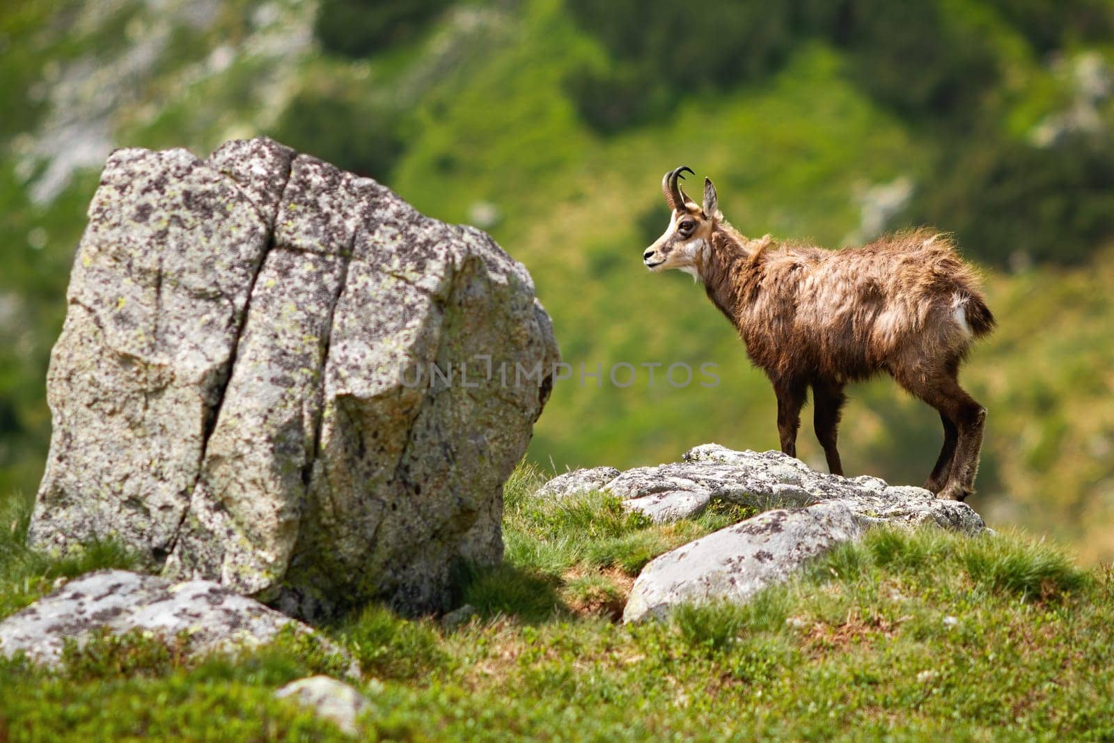 Majestic tatra chamois, rupicapra rupicapra tatrica, standing on the rock in summer. Alert mammal climbing mountains from side. Wild animal looking aside on horizon from profile.