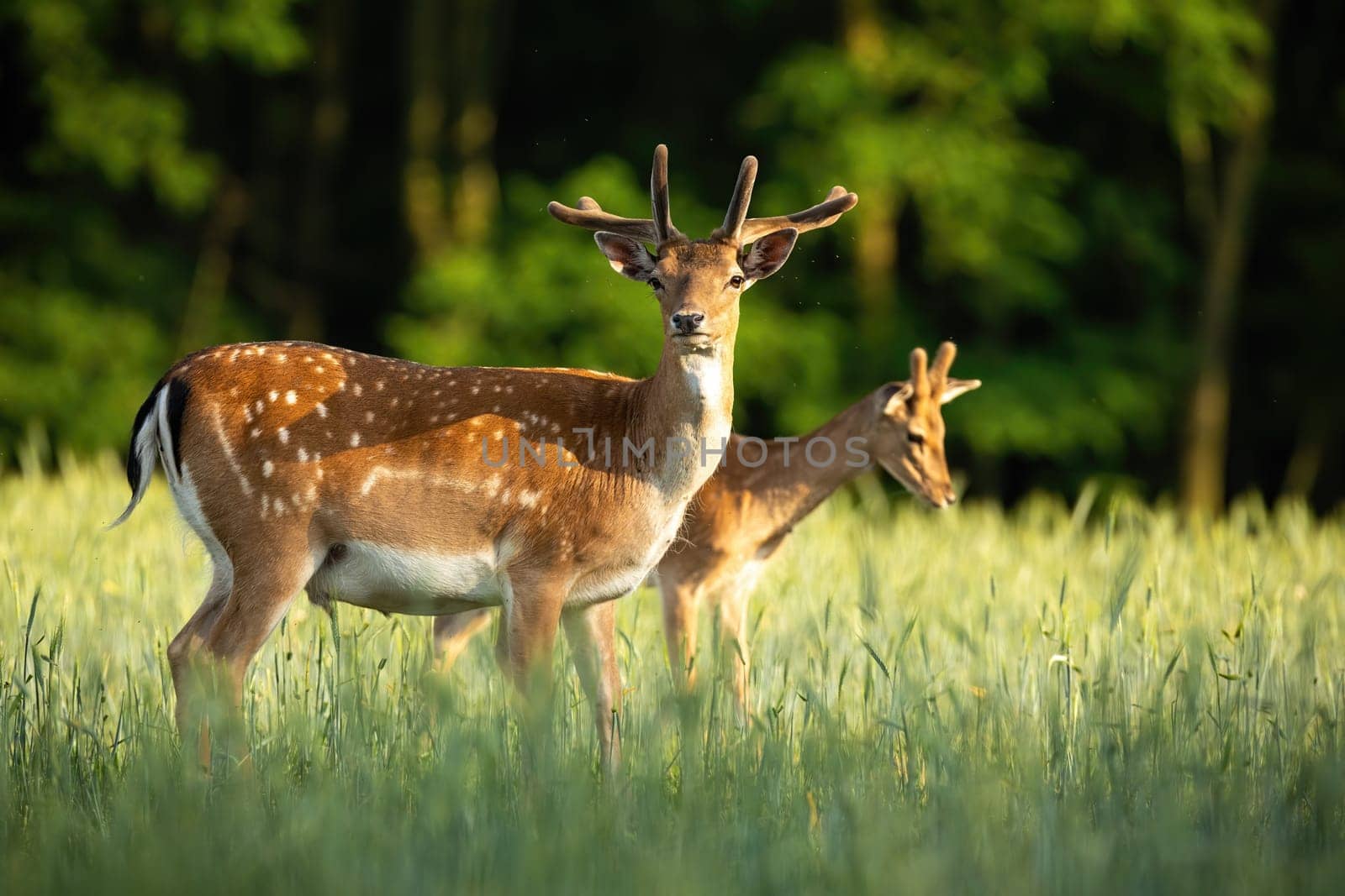 Majestic pair of fallow deer, dama dama, stags standing on meadow in the summer. Dominant animals with antlers in velvet observing on hay field from side view.