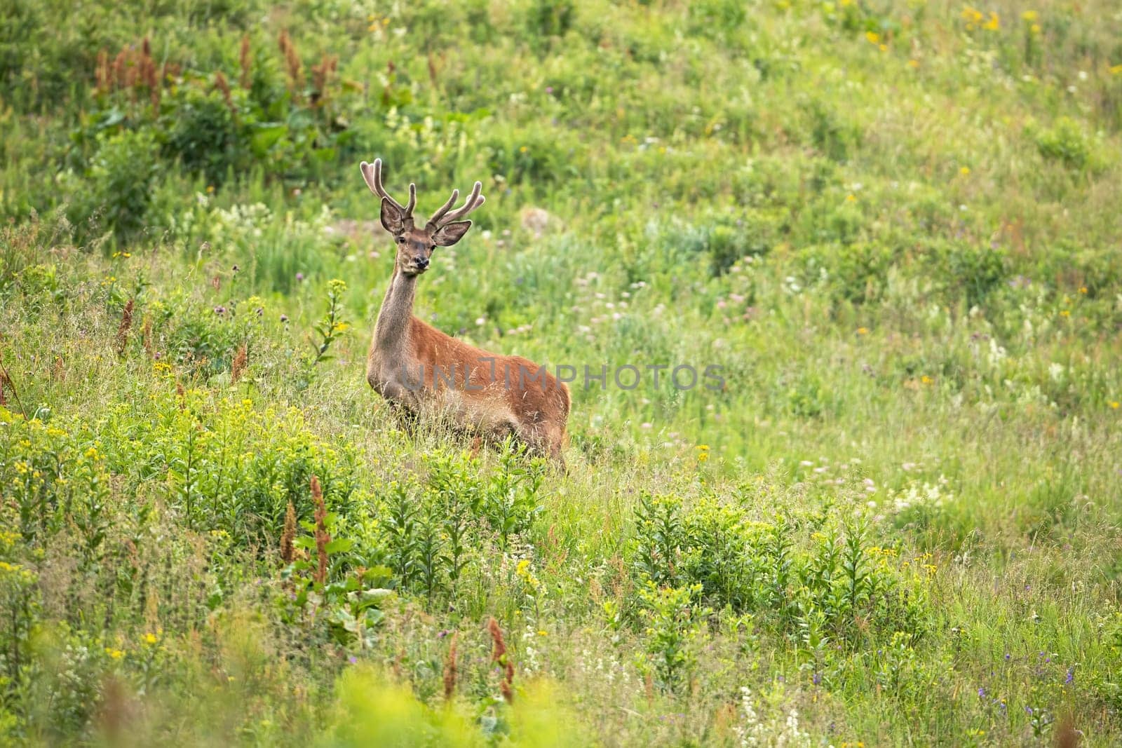 Young red deer, cervus elaphus, stag with antlers in velvet standing on meadow in the summer. Mammal in steep slope of mountains from side view.