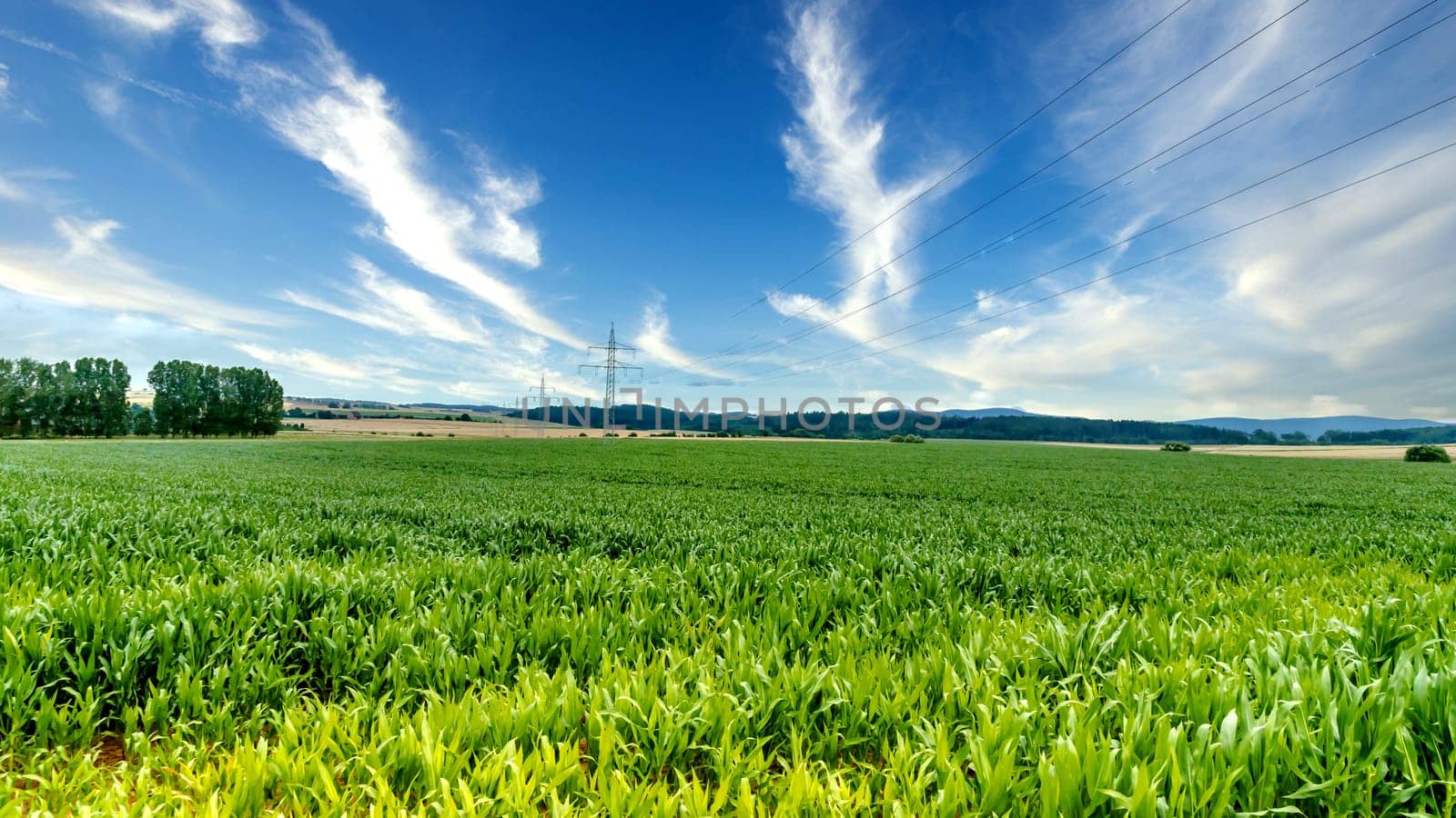 Landscape with cornfield and Power line pylons