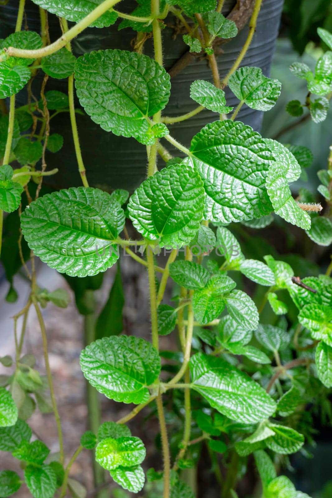 Beautiful green leaves plant in resort garden, stock photo