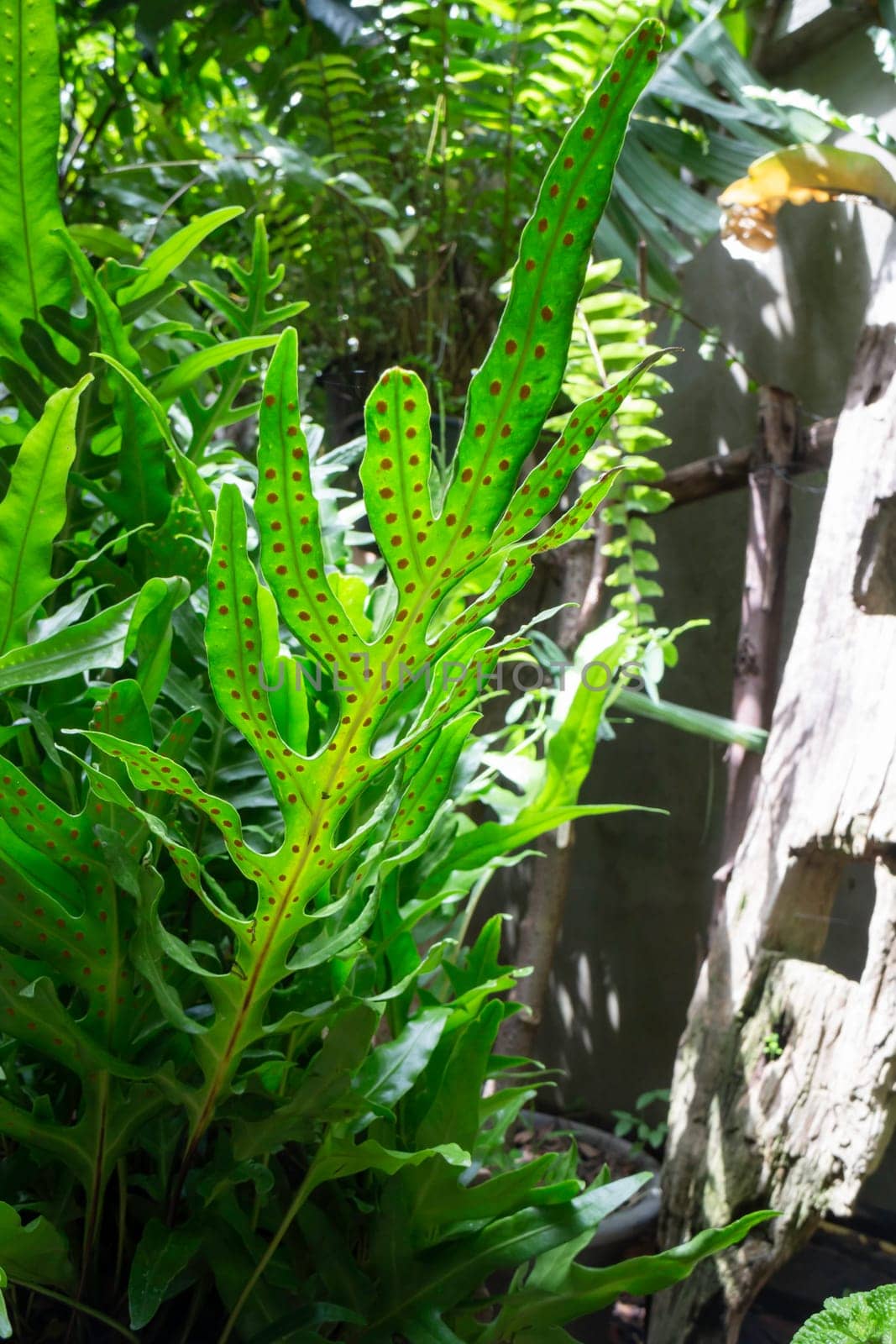 Beautiful green leaves plant in resort garden, stock photo