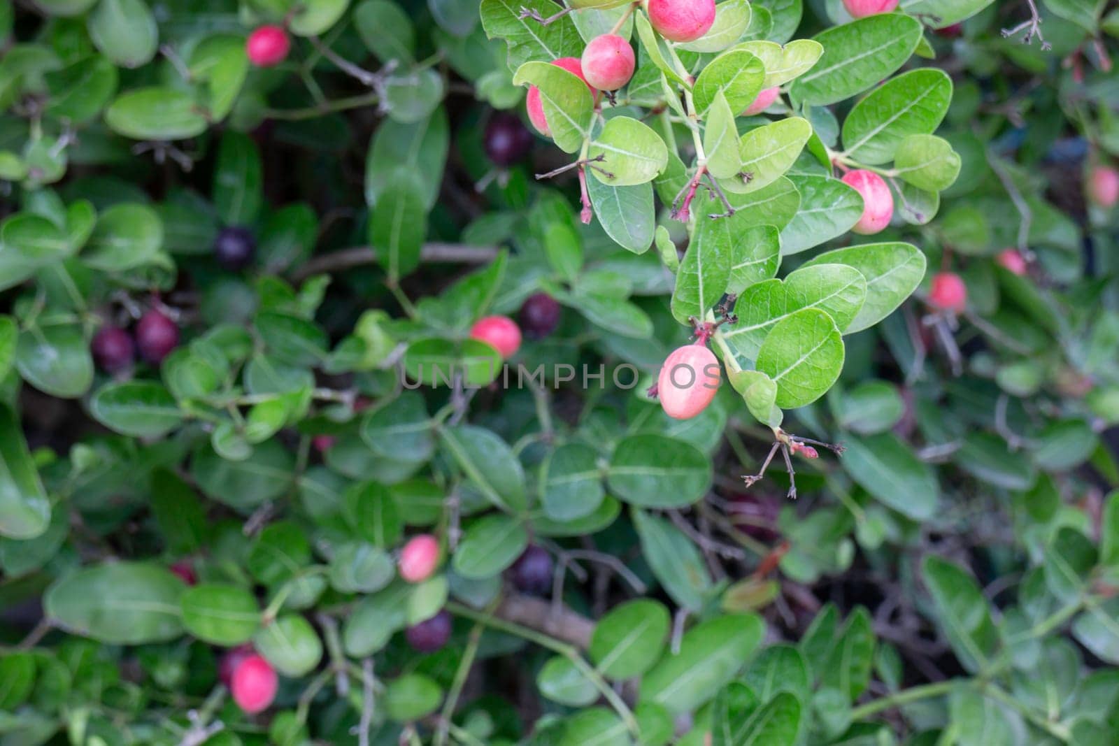 Beautiful green leaves plant in resort garden, stock photo