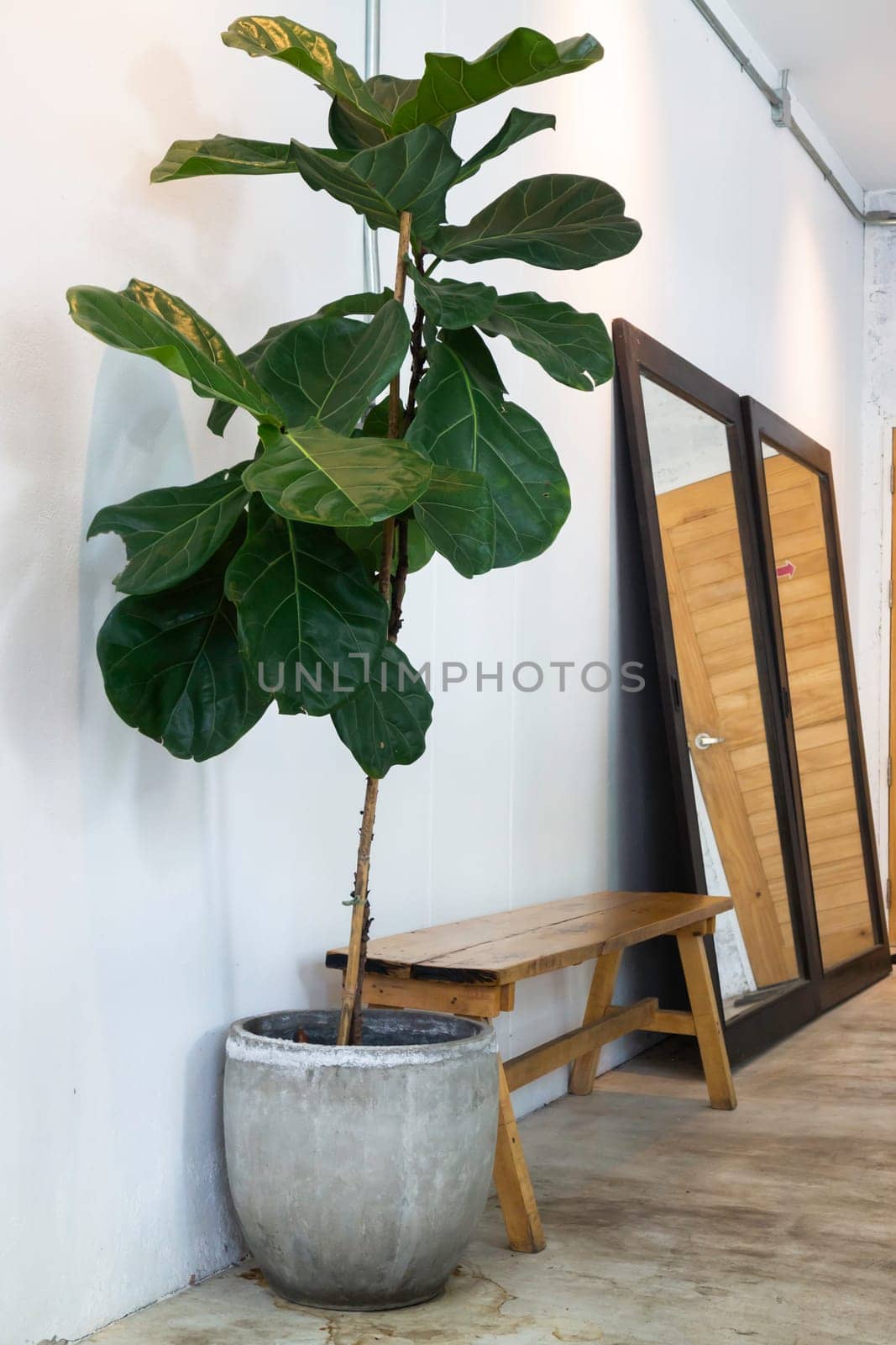 Interior green leaves plant pot, stock photo