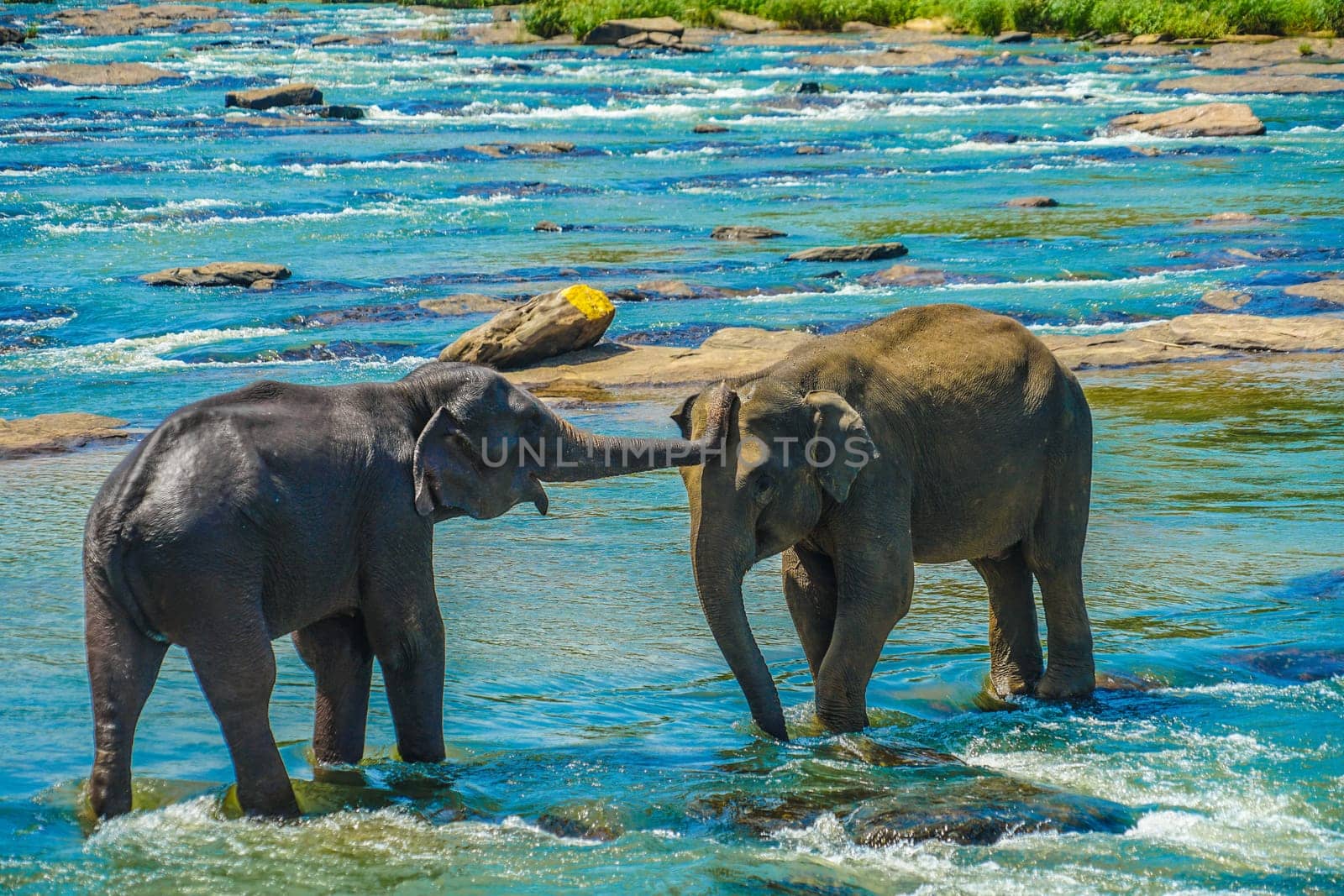 Wild elephant image (Sri Lanka Pinnawara). Shooting Location: Sri Lanka
