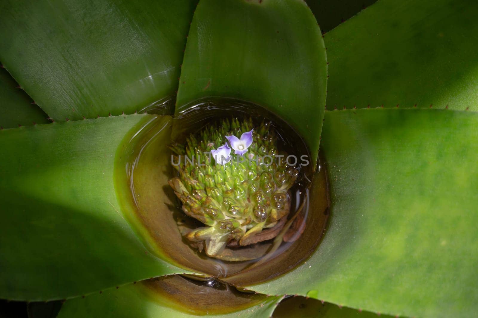 Beautiful green leaves plant in resort garden, stock photo