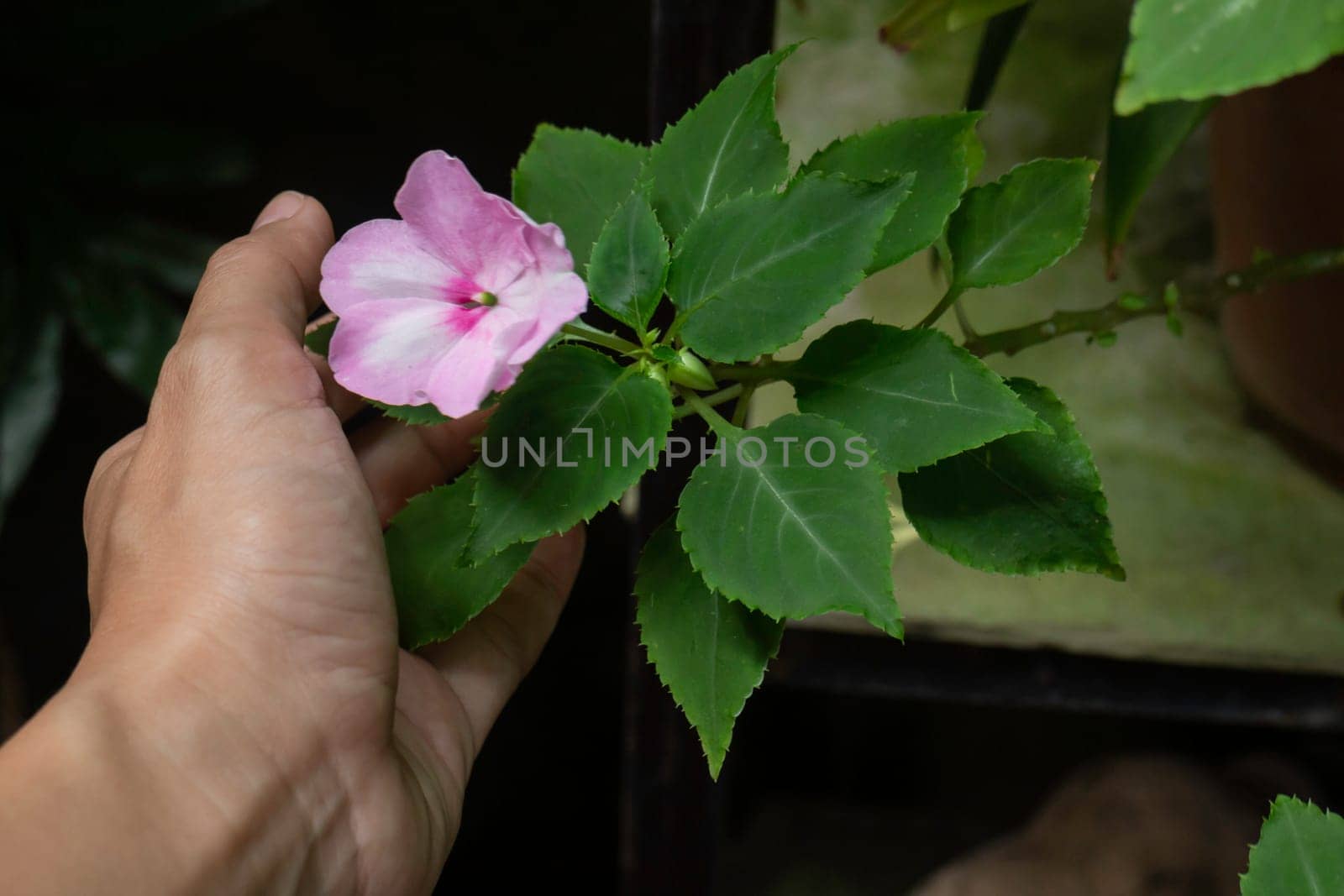 Holding a pink flower in hand, stock photo