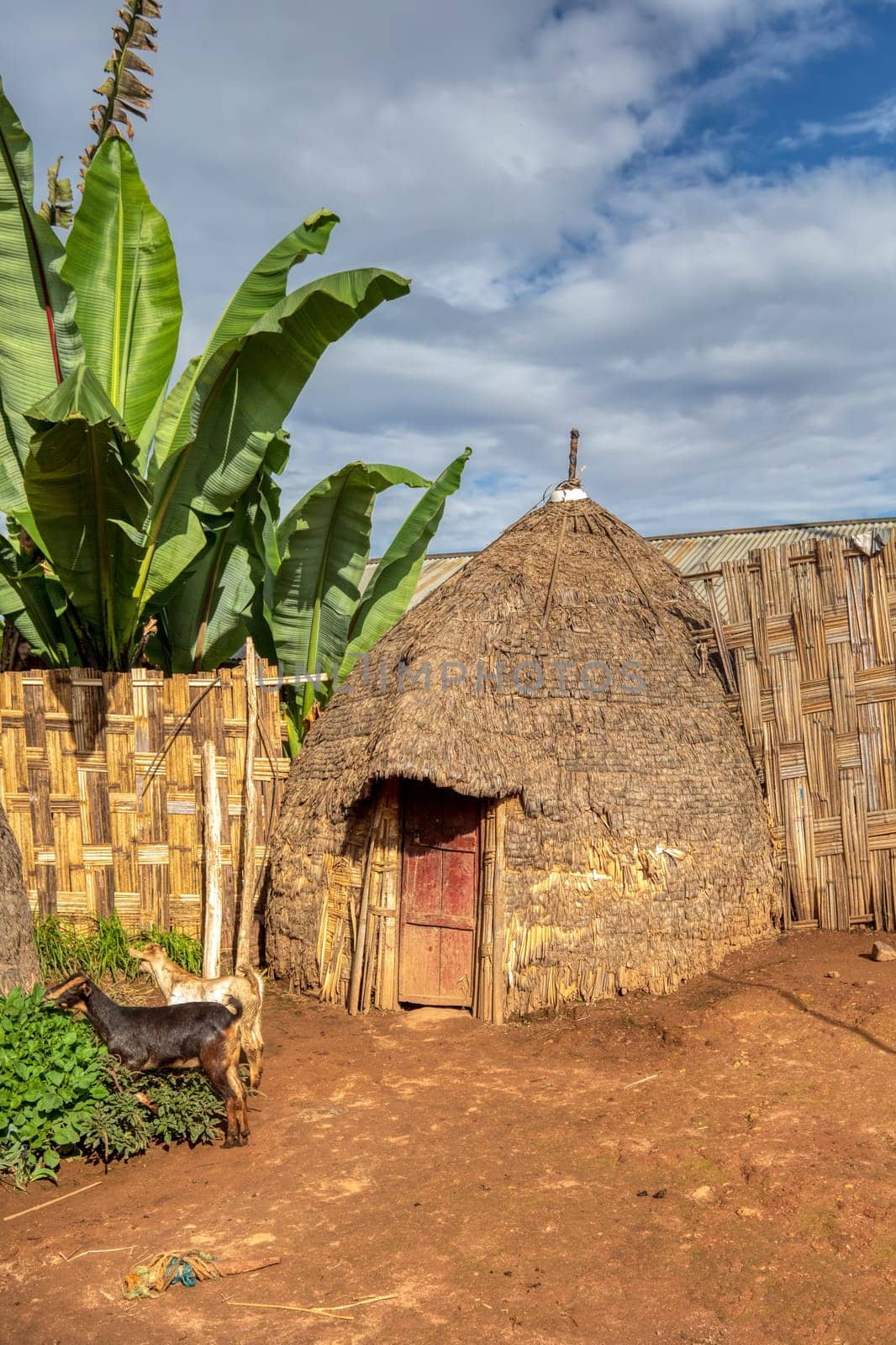 Traditional elephant-shaped huts made of wood and straws in Dorze Village, Ethiopia.