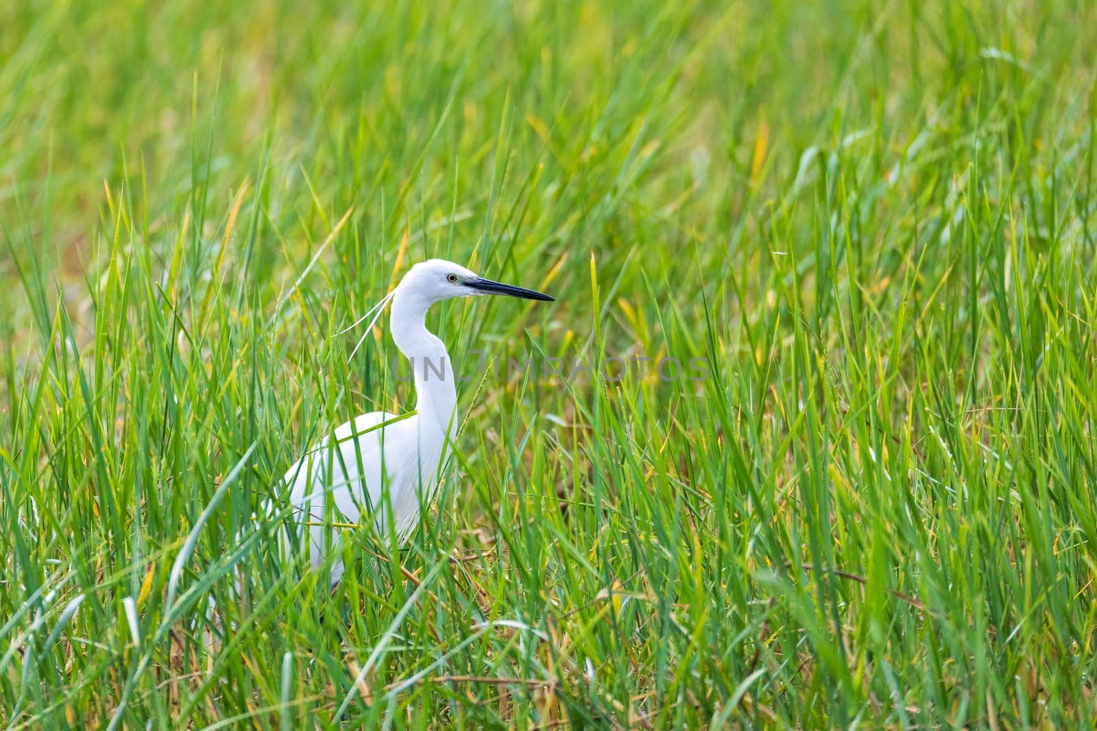 big bird Great white egret in green grass, Ardea alba looking for foor in swamp, Lake Awasa, Ethiopia wildlife