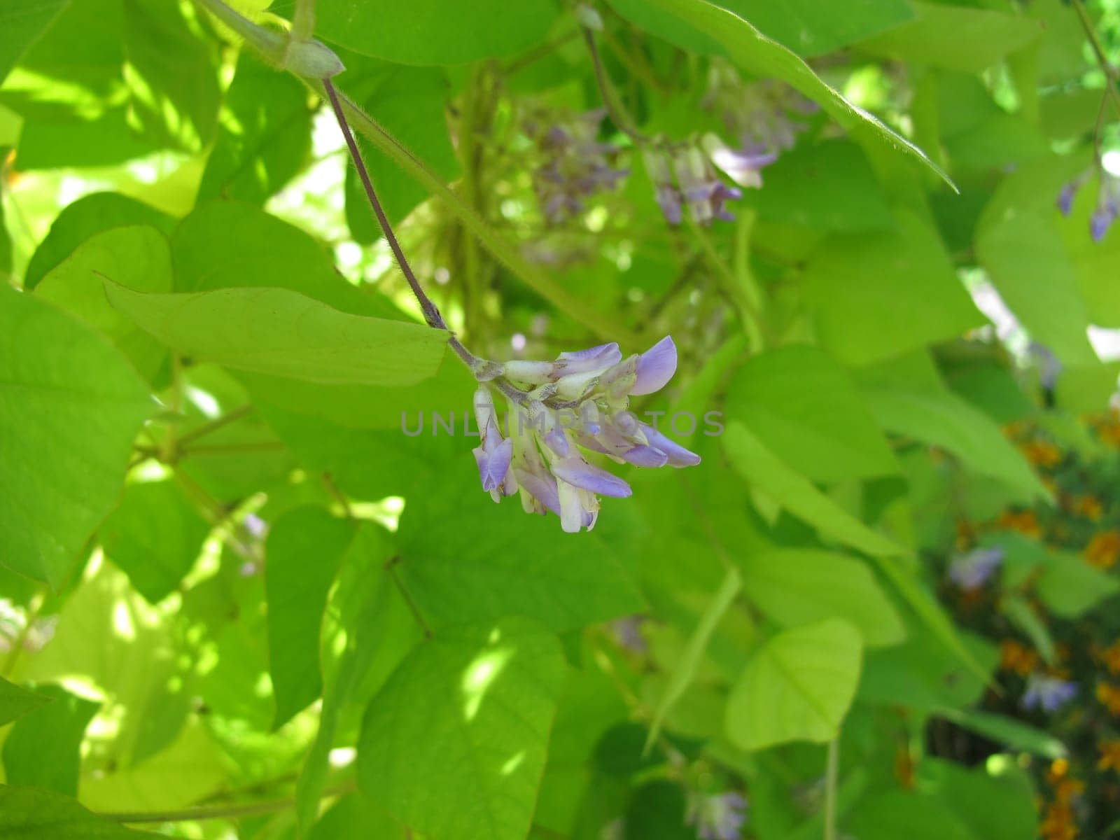 Potato bean with flowers, Apios americana
