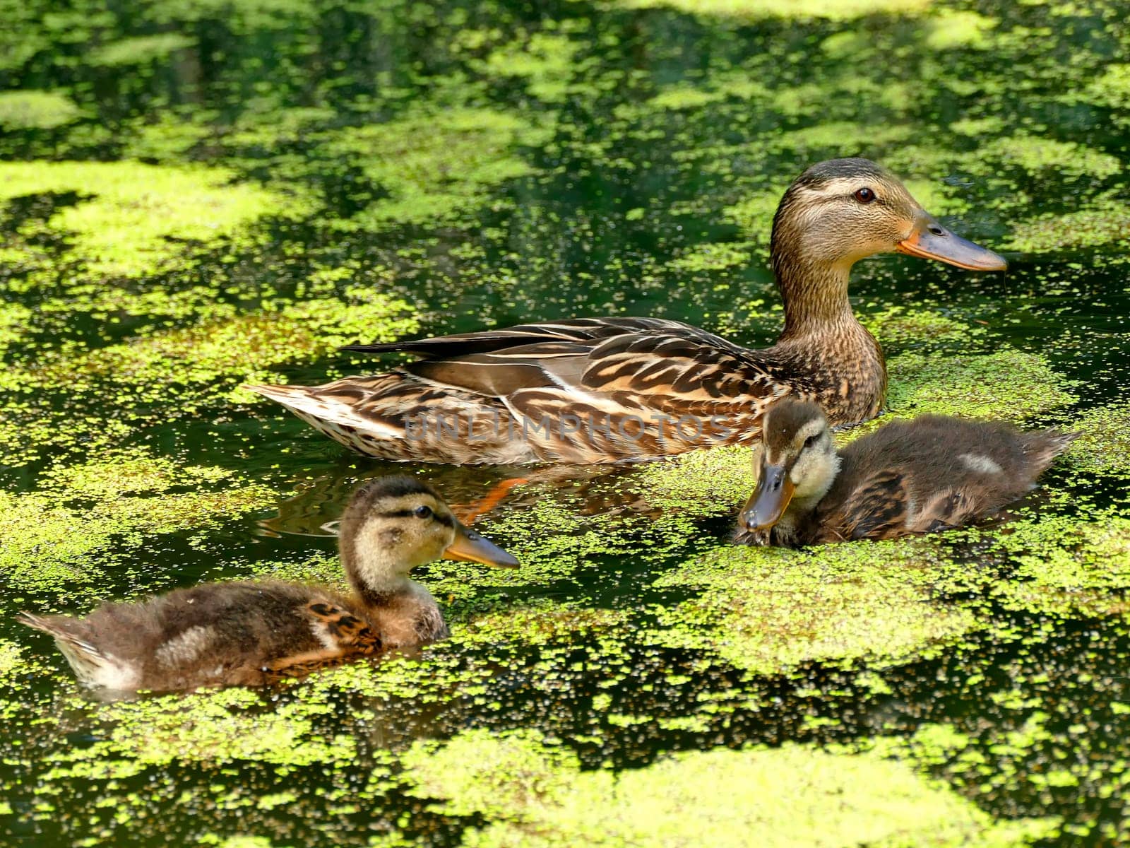 mallard duck with offspring