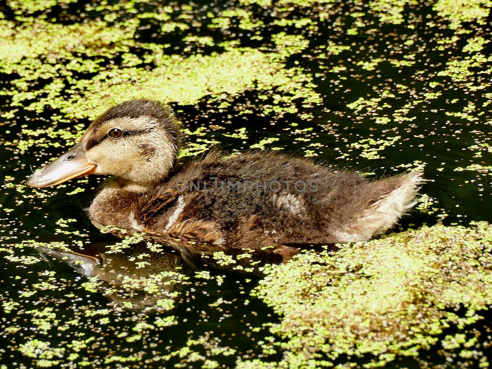mallard offspring in a pond with duckweed