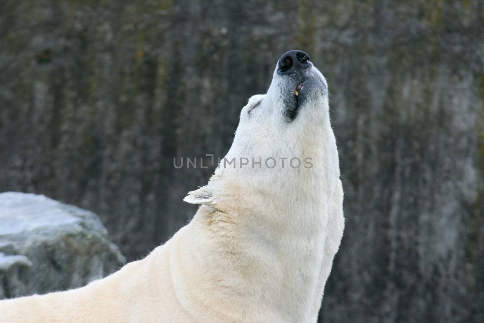 Detail view of a large polar bear, (ursus maritimus).